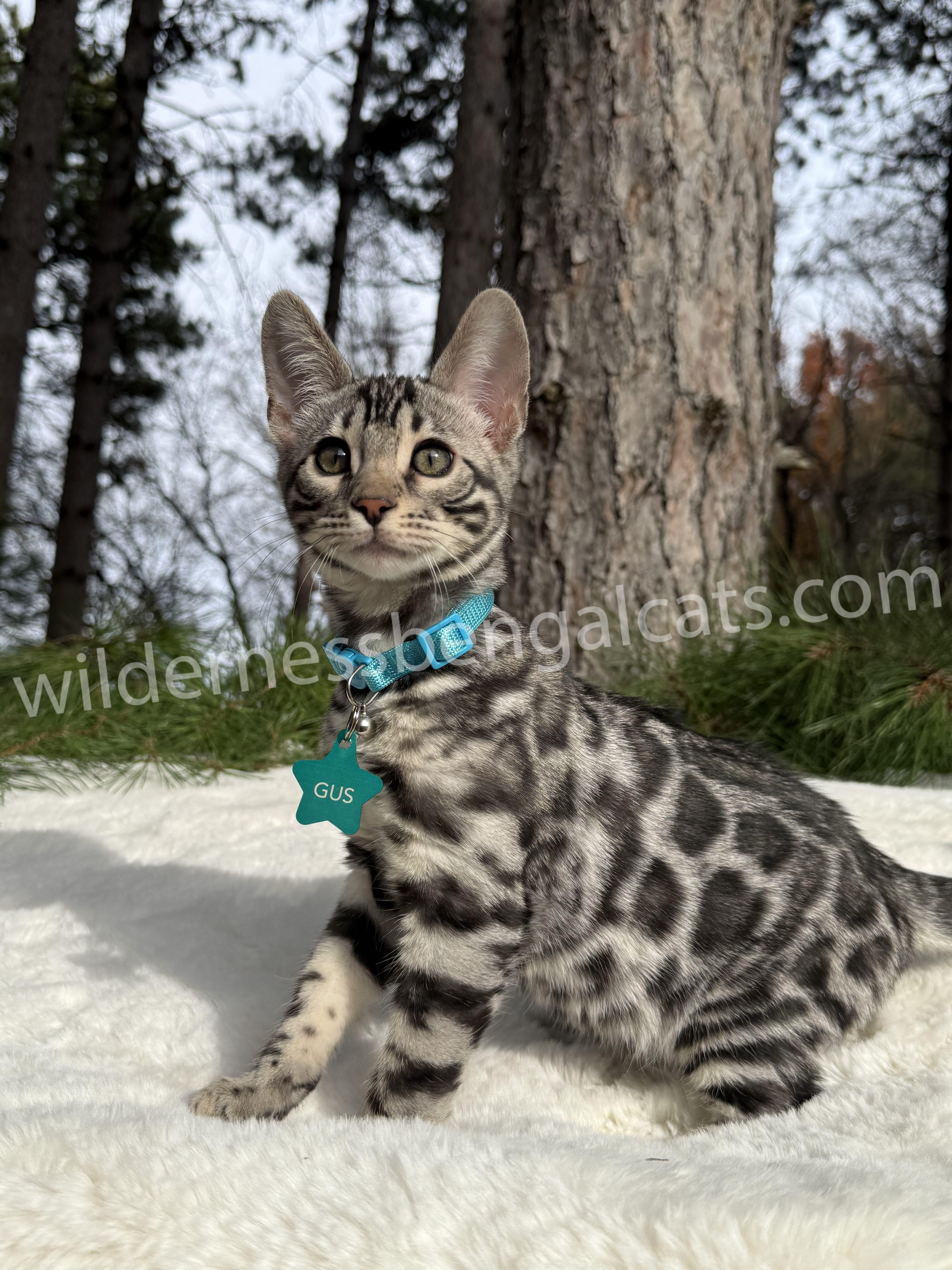 Gus ( Reserved ) - Image 14