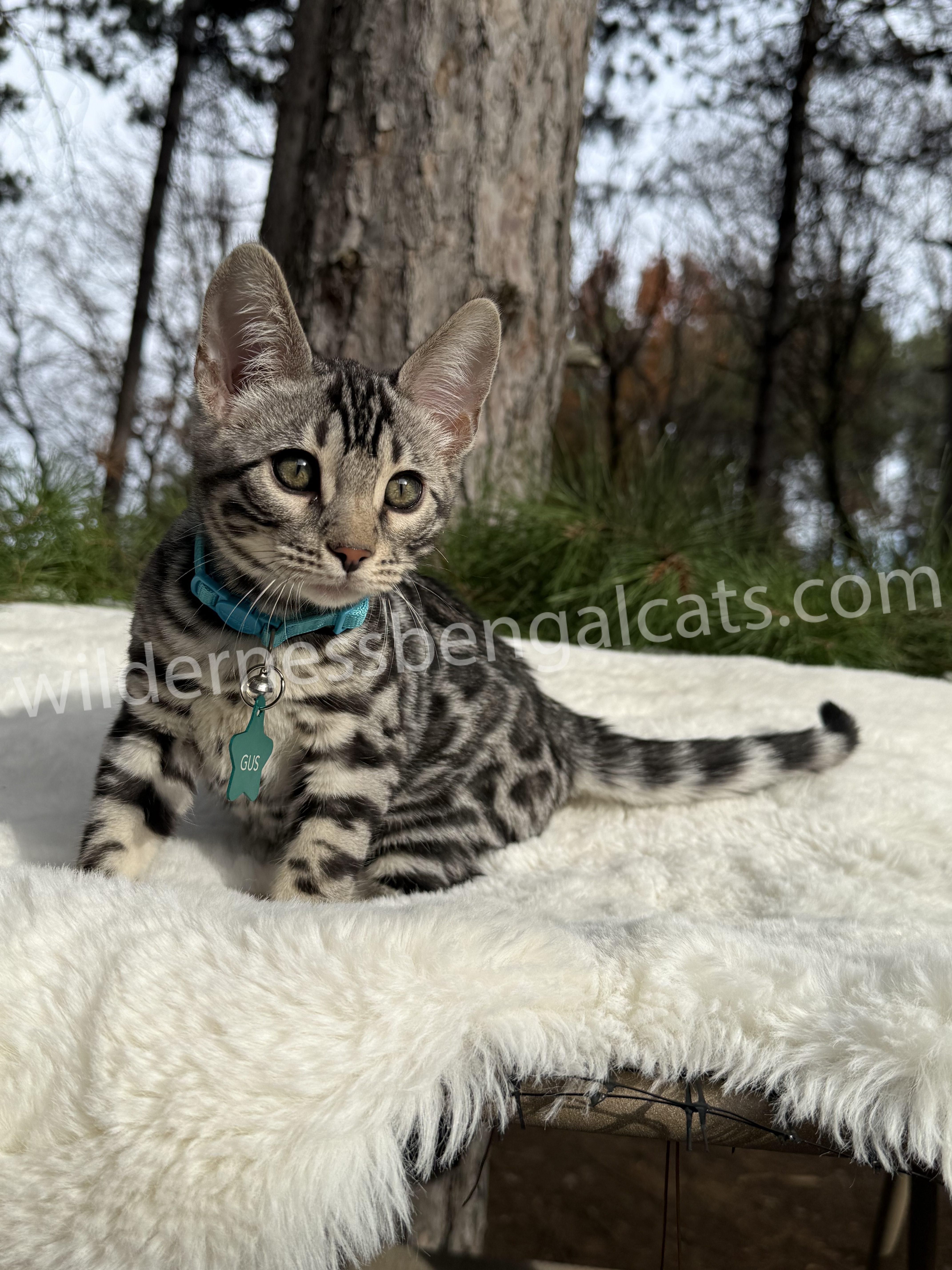 Gus ( Reserved ) - Image 11