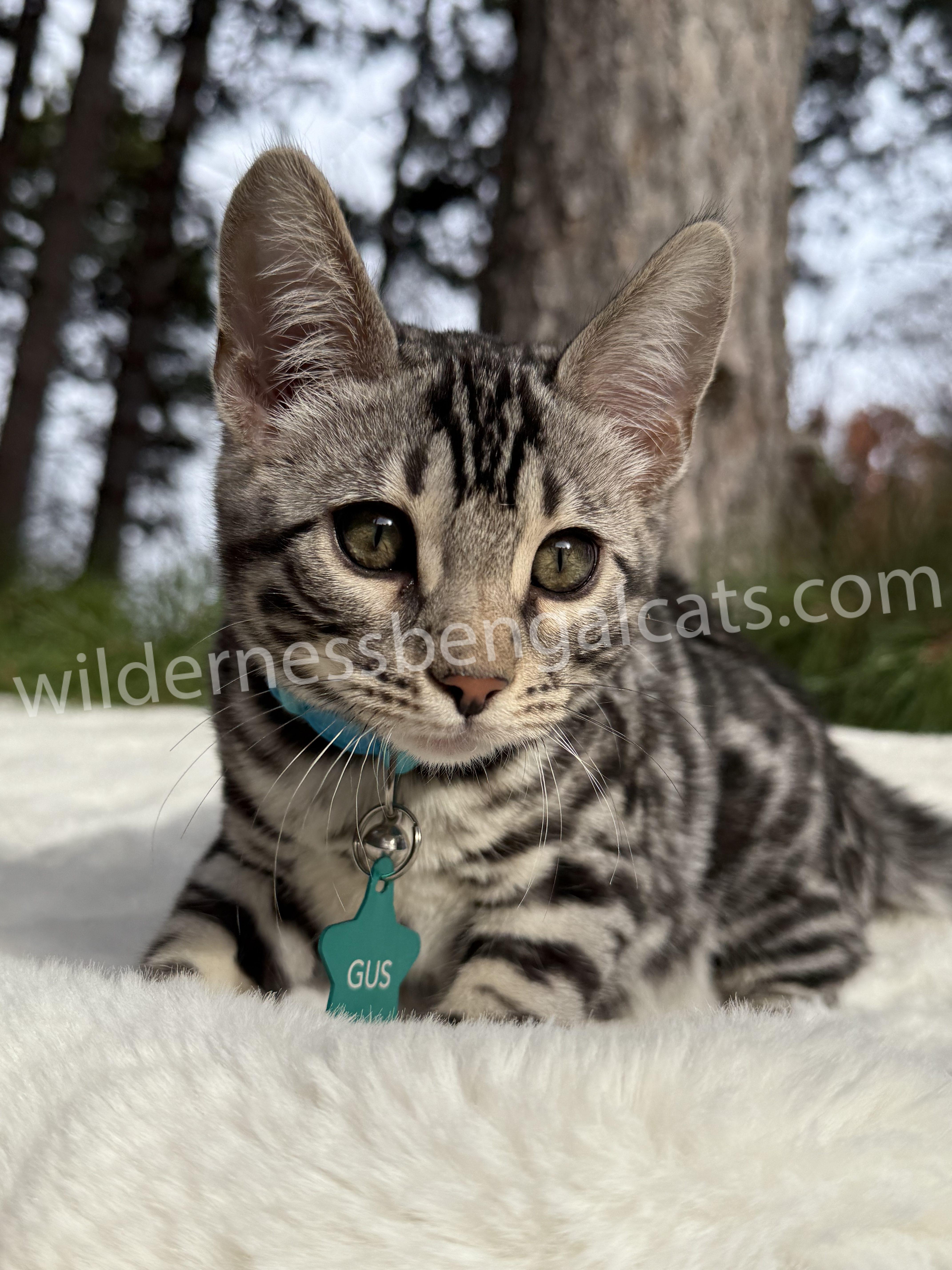 Gus ( Reserved ) - Image 6