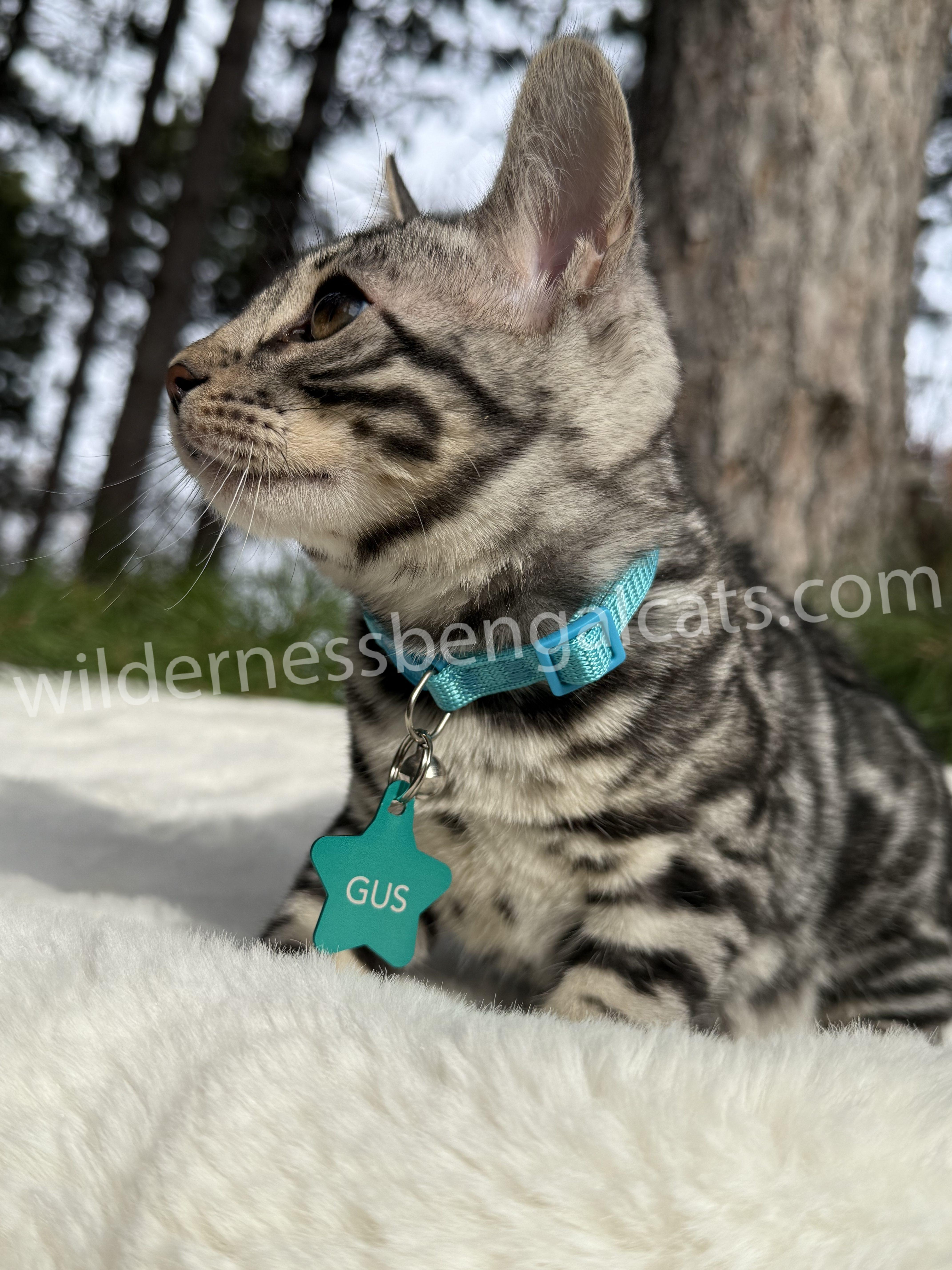 Gus ( Reserved ) - Image 12