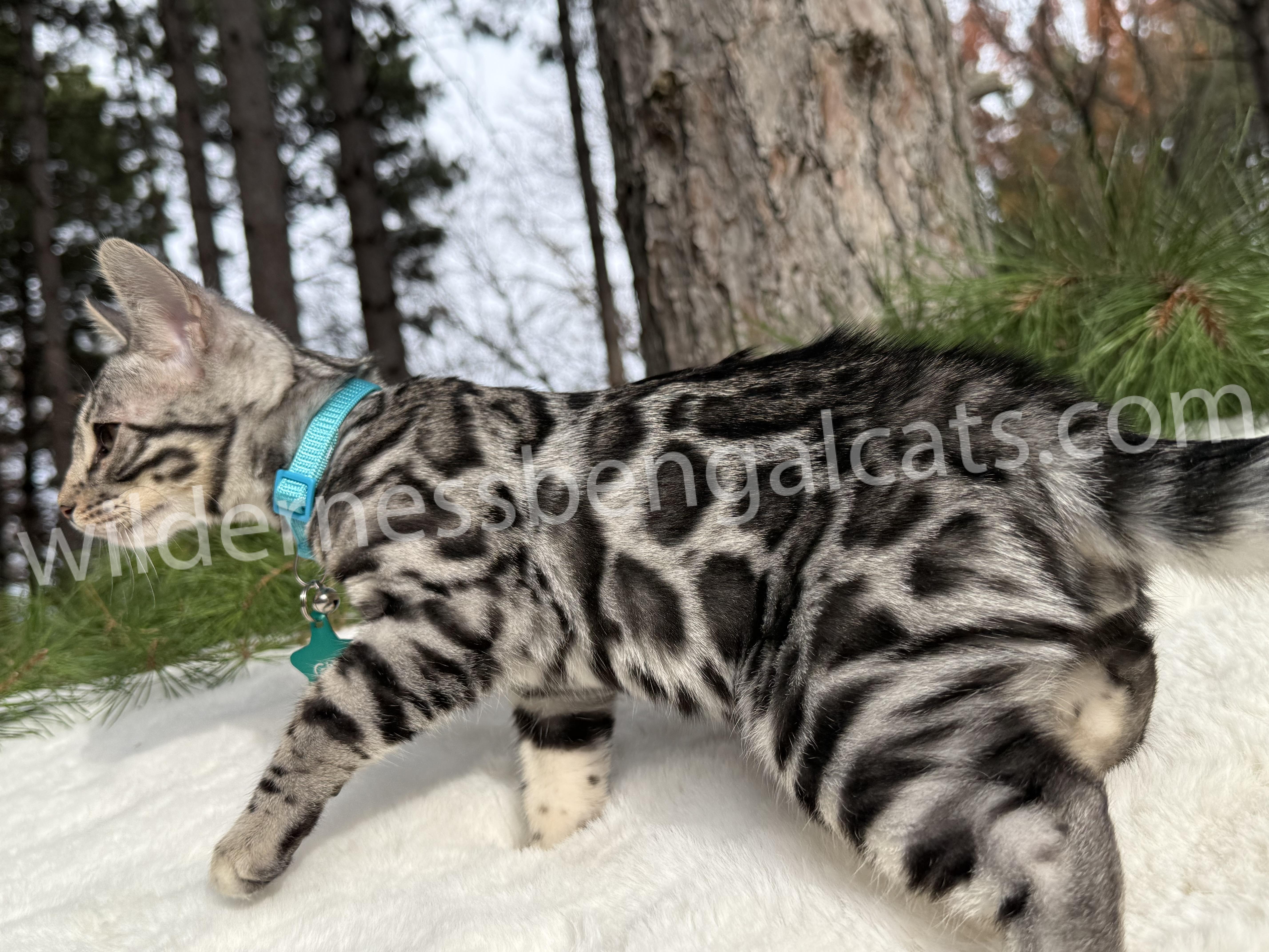 Gus ( Reserved ) - Image 10