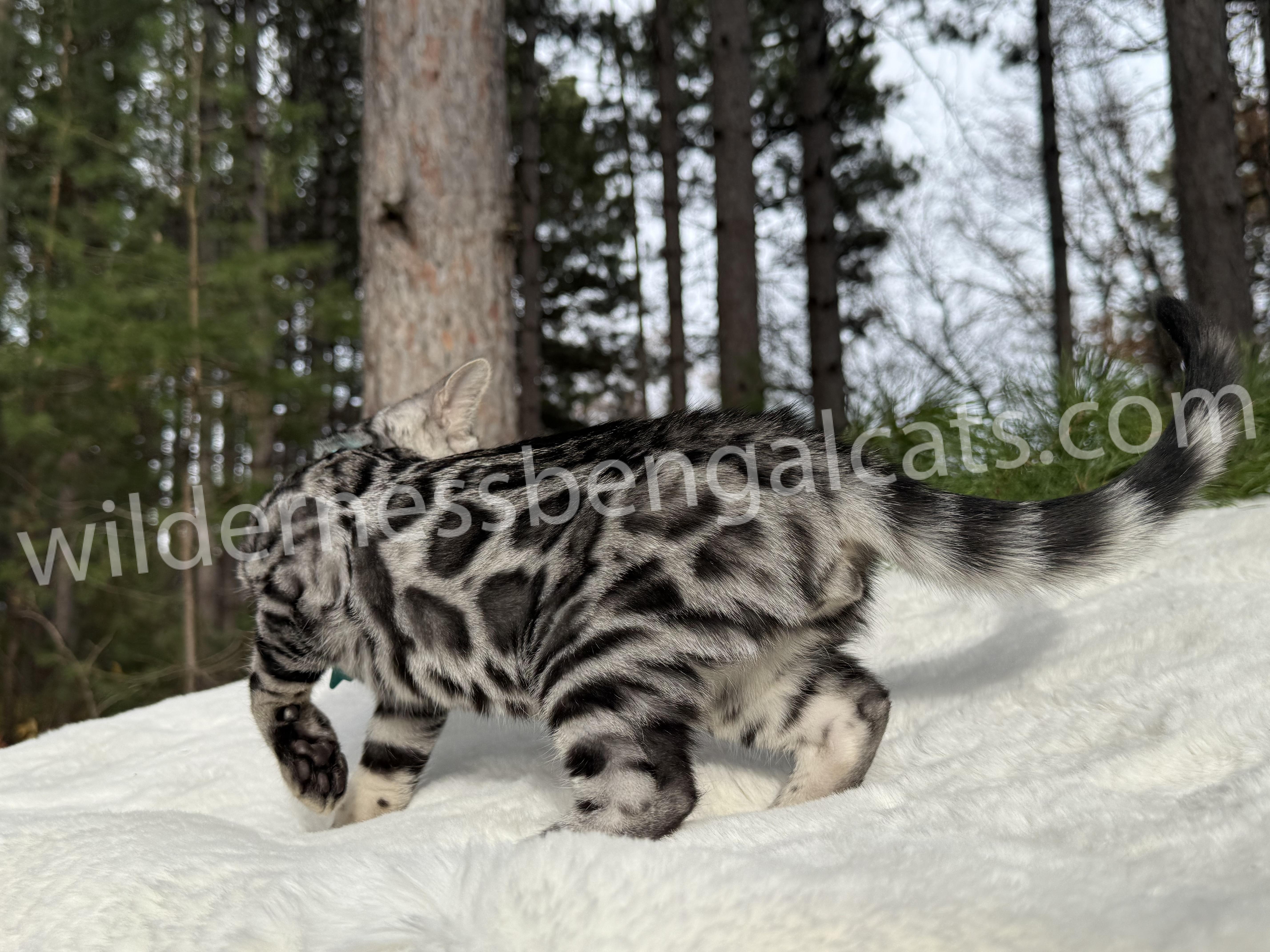 Gus ( Reserved ) - Image 5