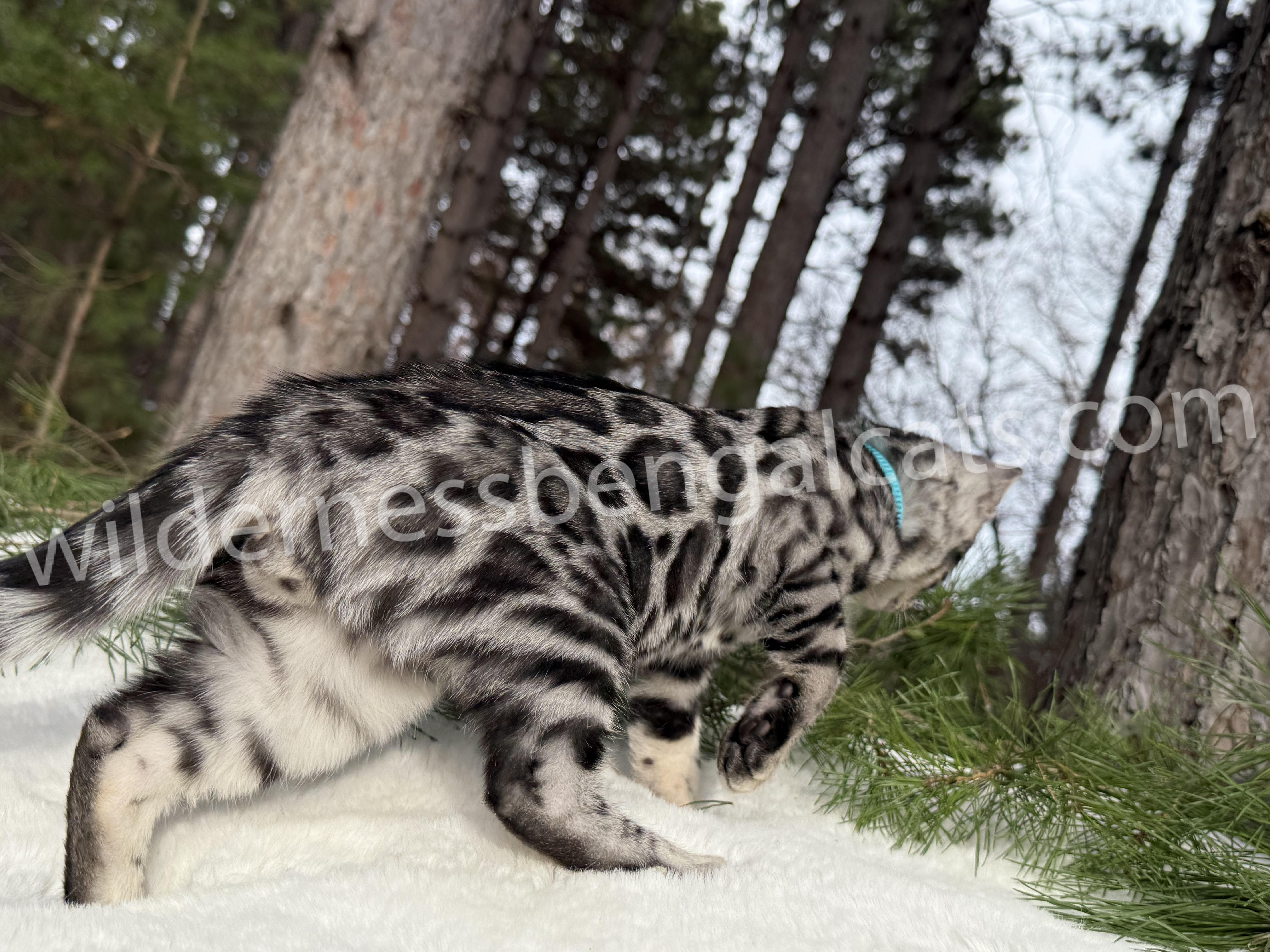 Gus ( Reserved ) - Image 9