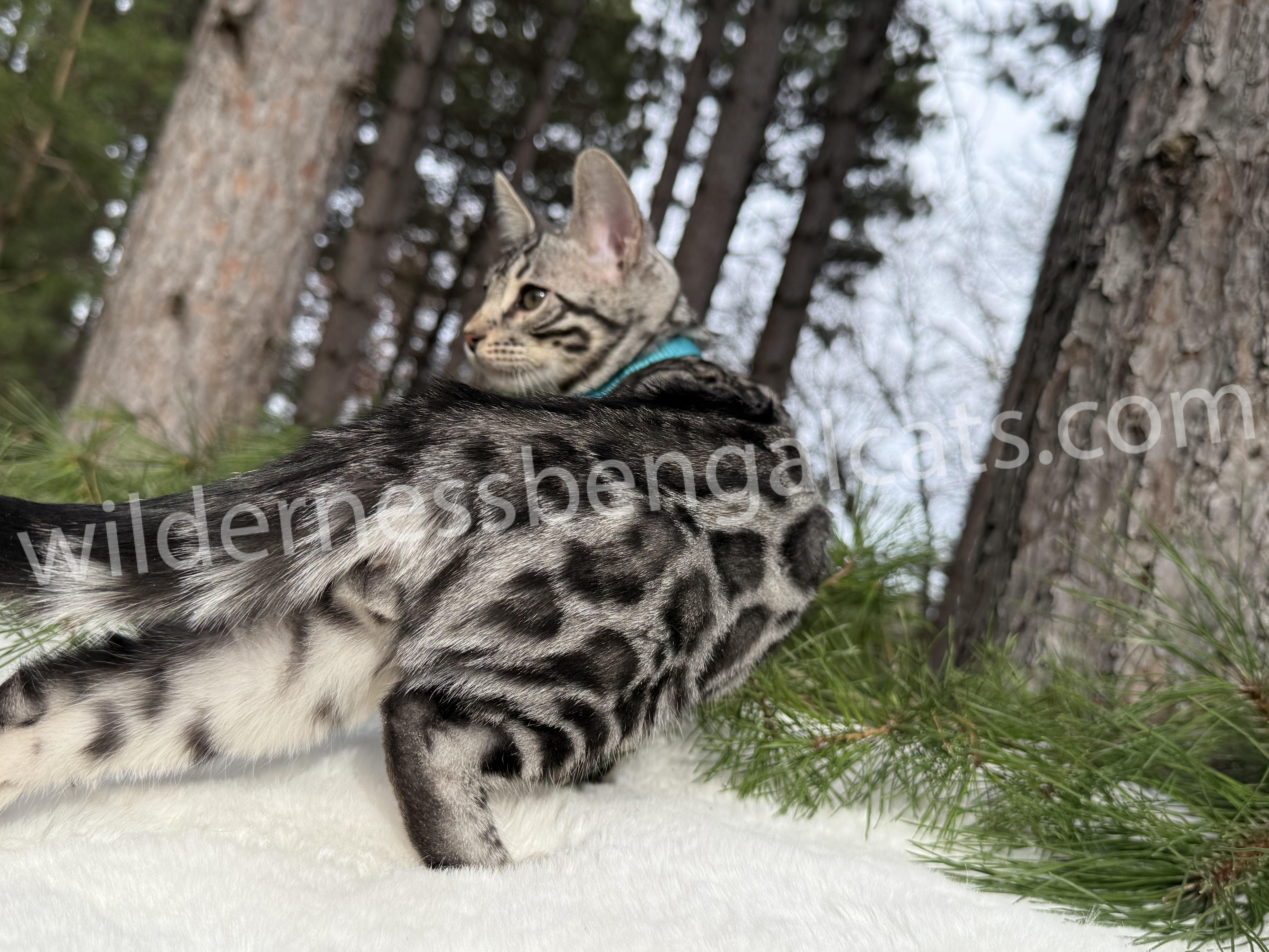 Gus ( Reserved ) - Image 3