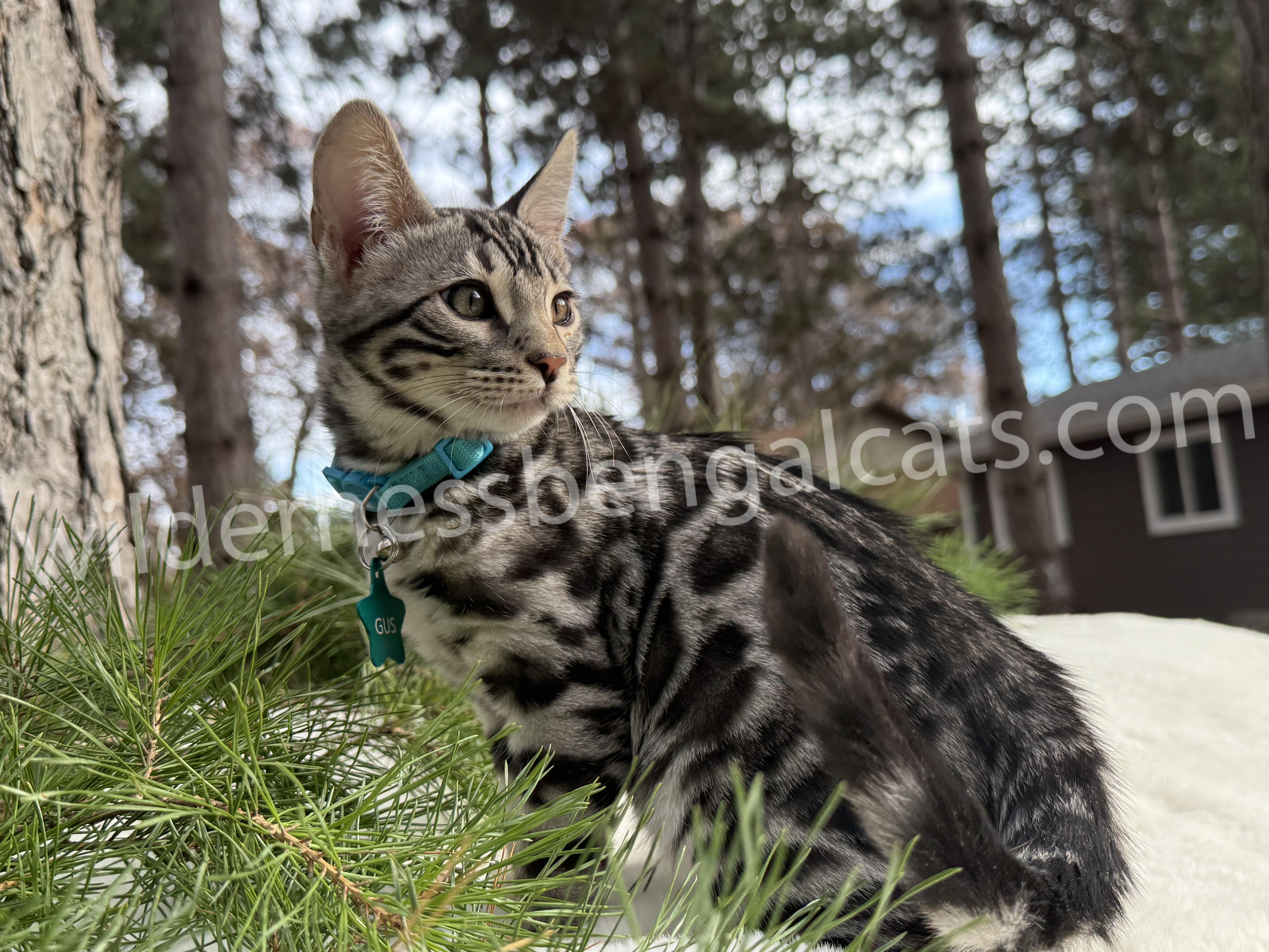 Gus ( Reserved ) - Image 8