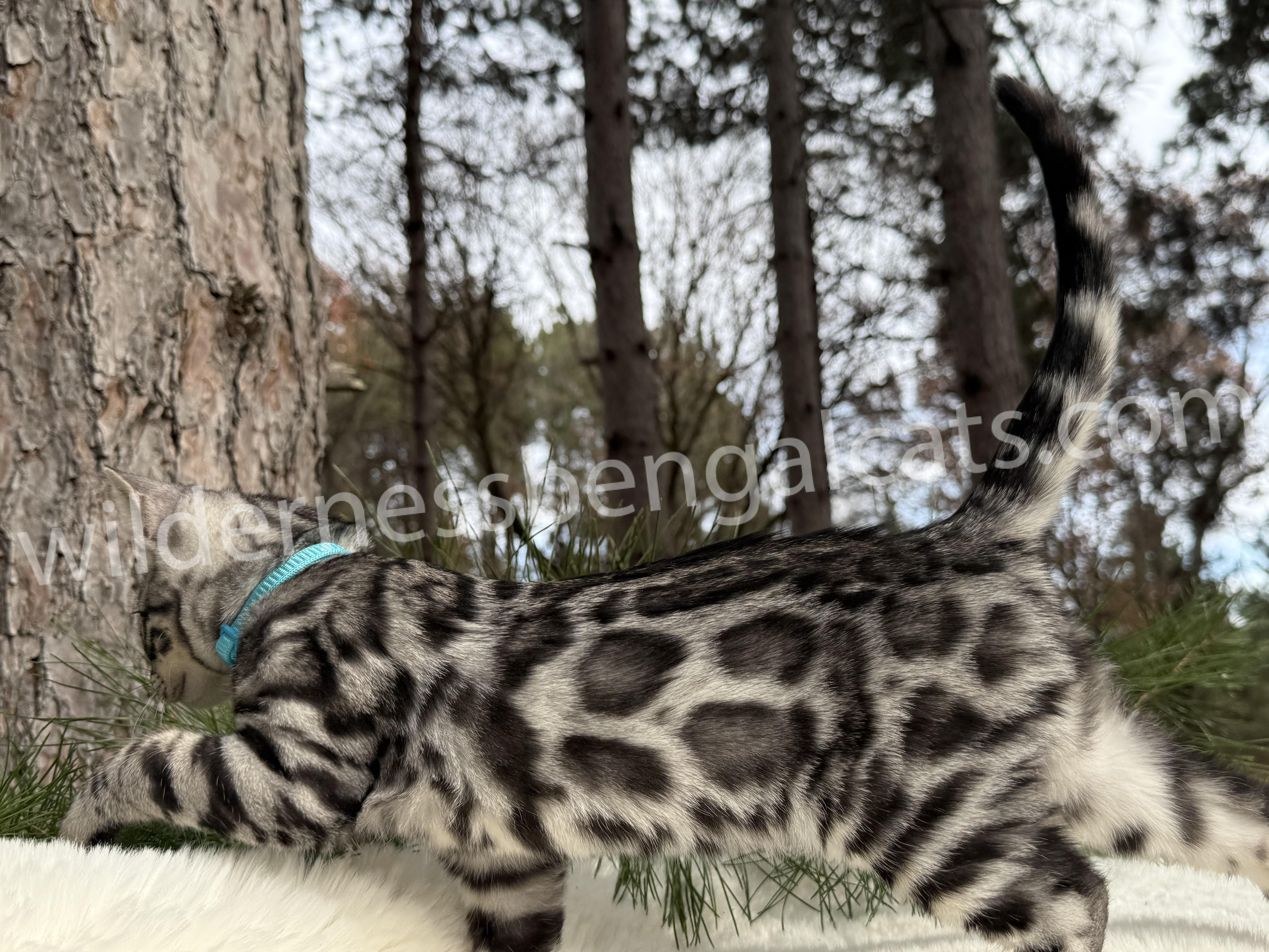 Gus ( Reserved ) - Image 4