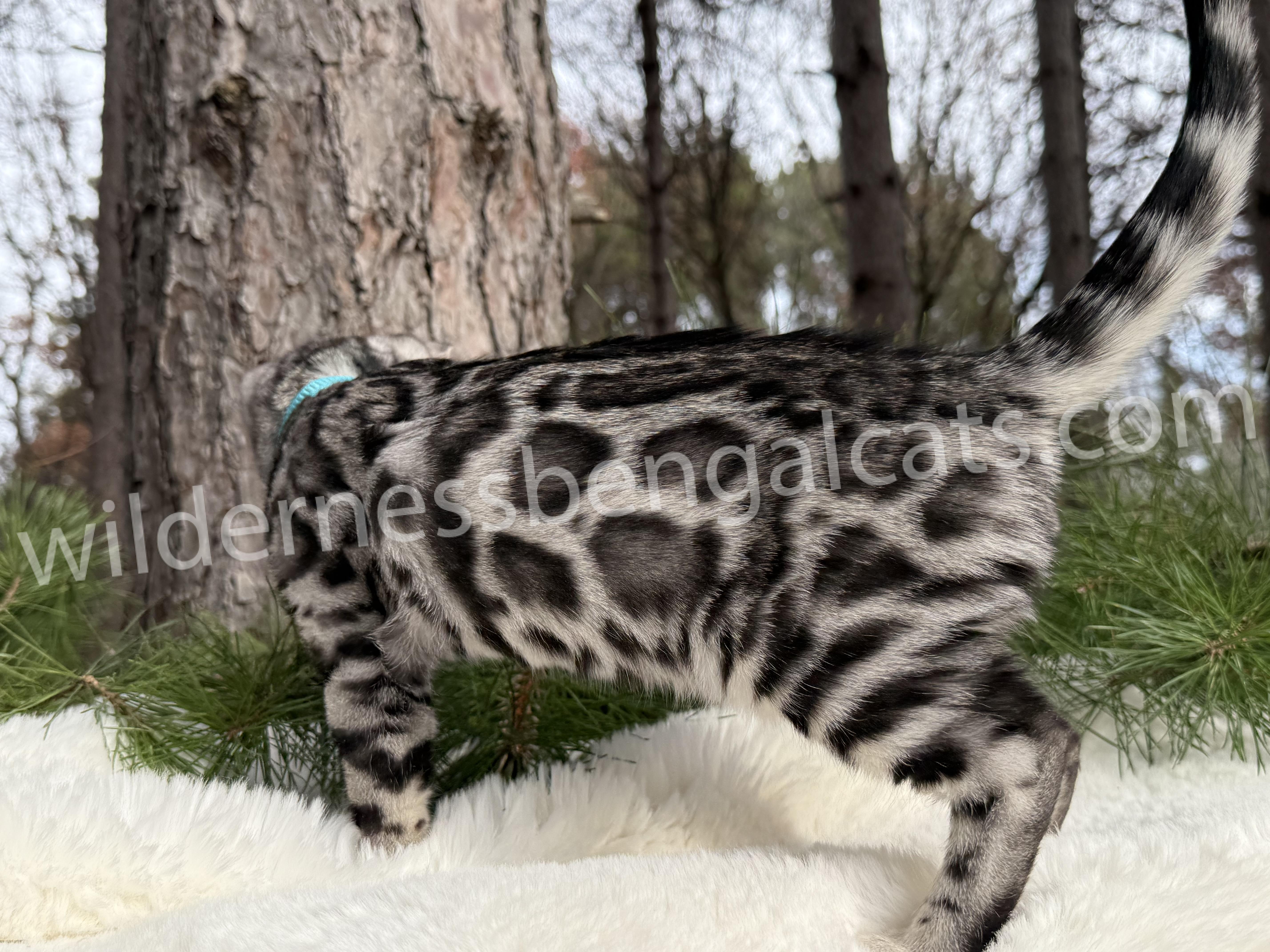 Gus ( Reserved ) - Image 2