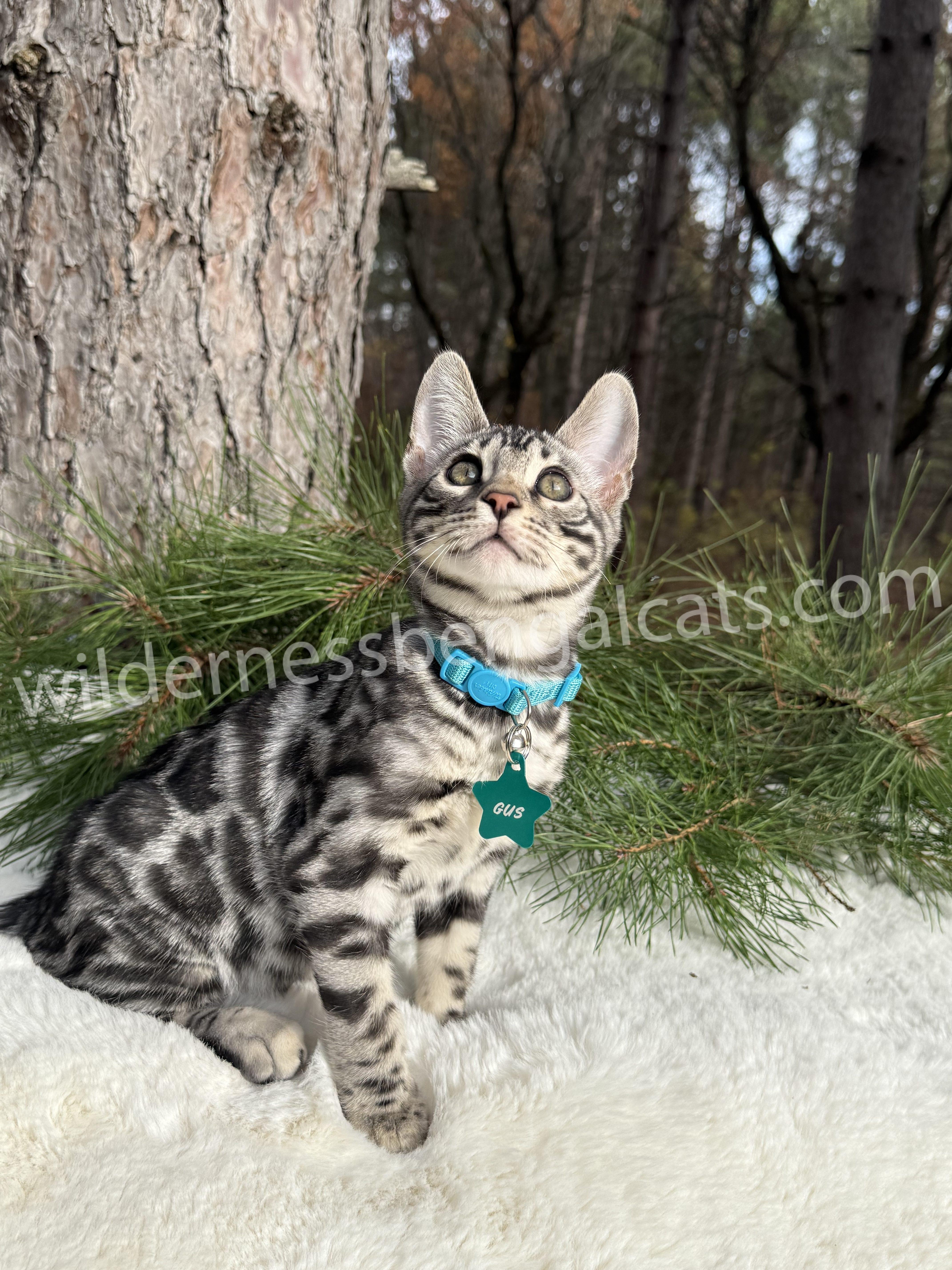 Gus ( Reserved ) - Image 7