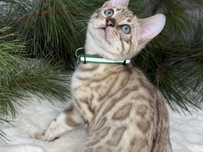 Loki