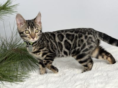 Oscar