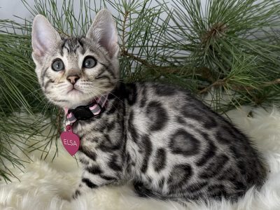 Elsa