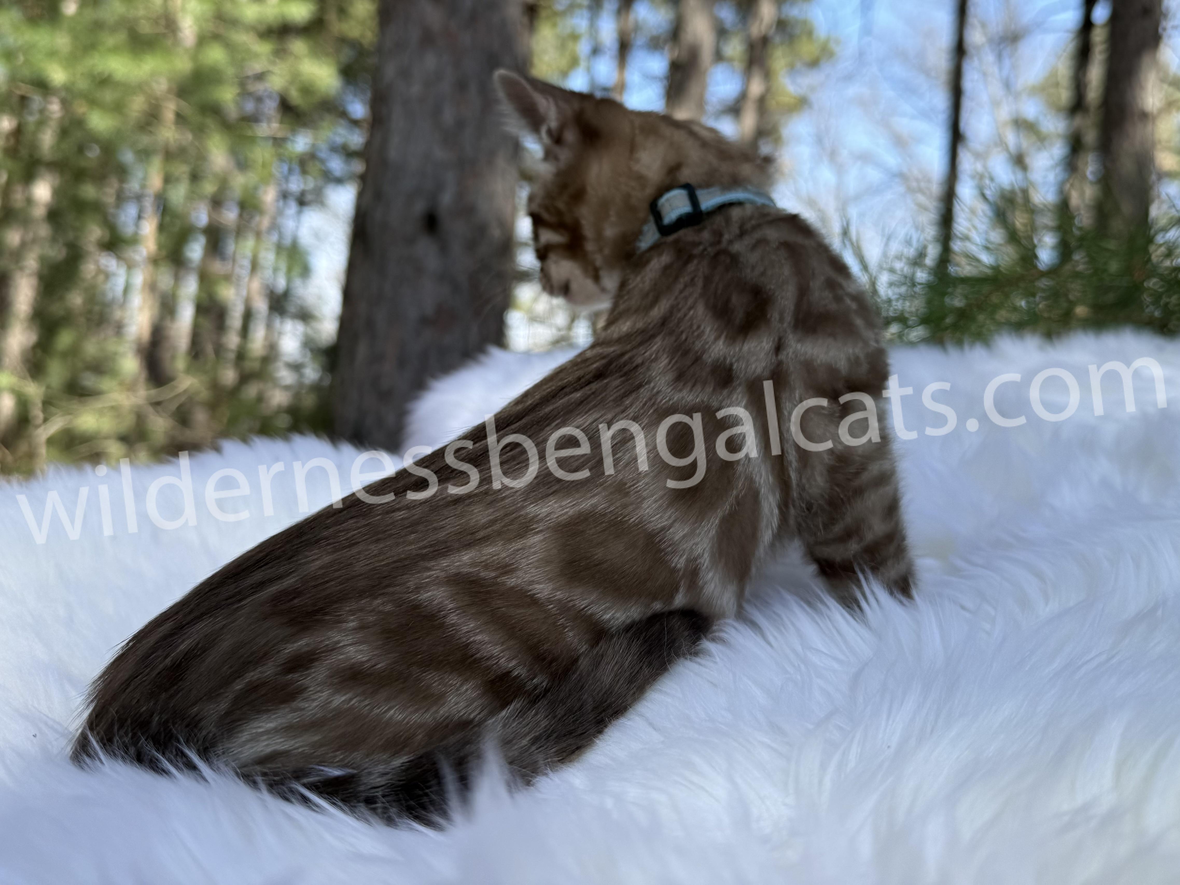 Jasper - Image 2