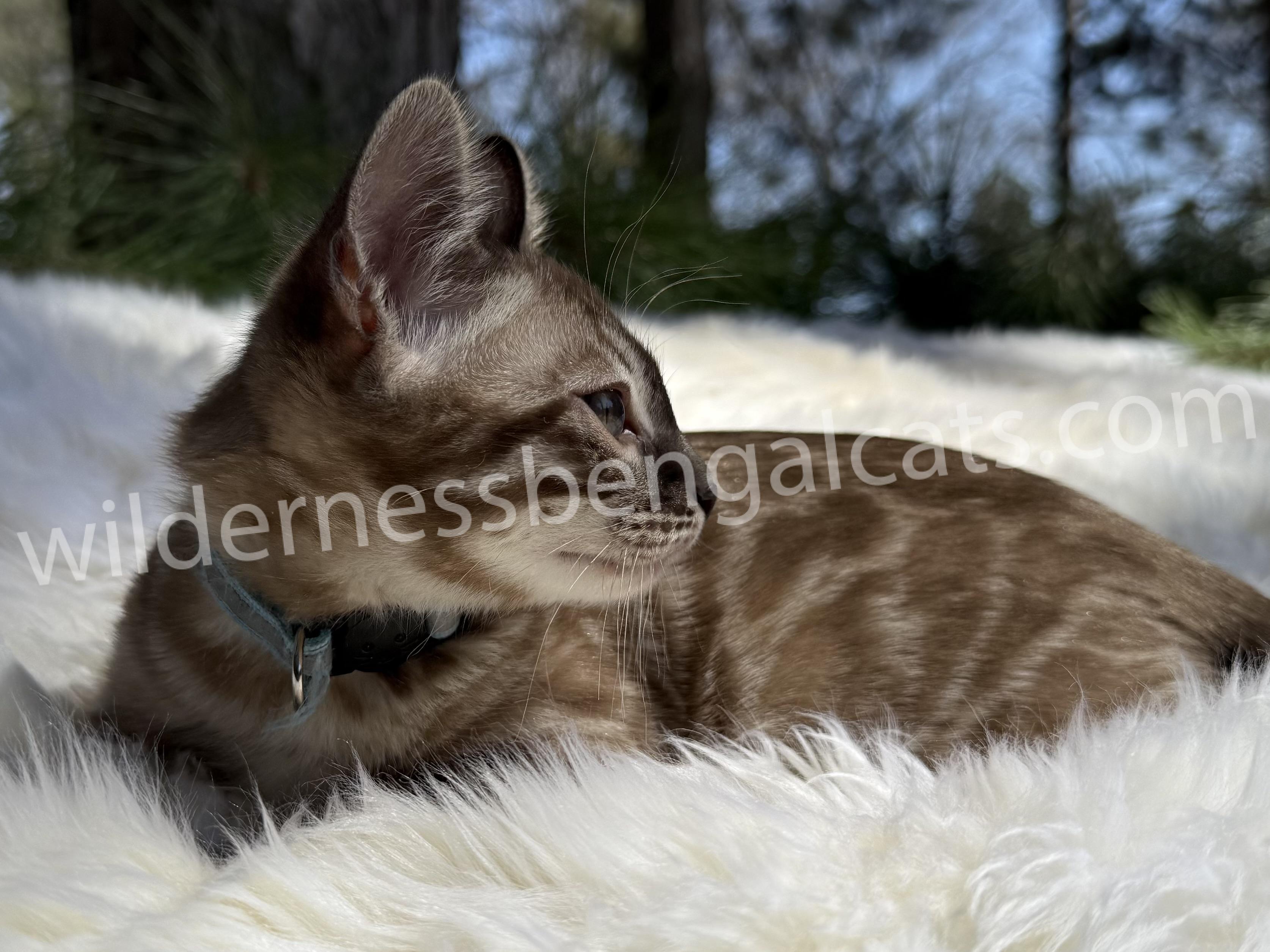 Jasper - Image 4