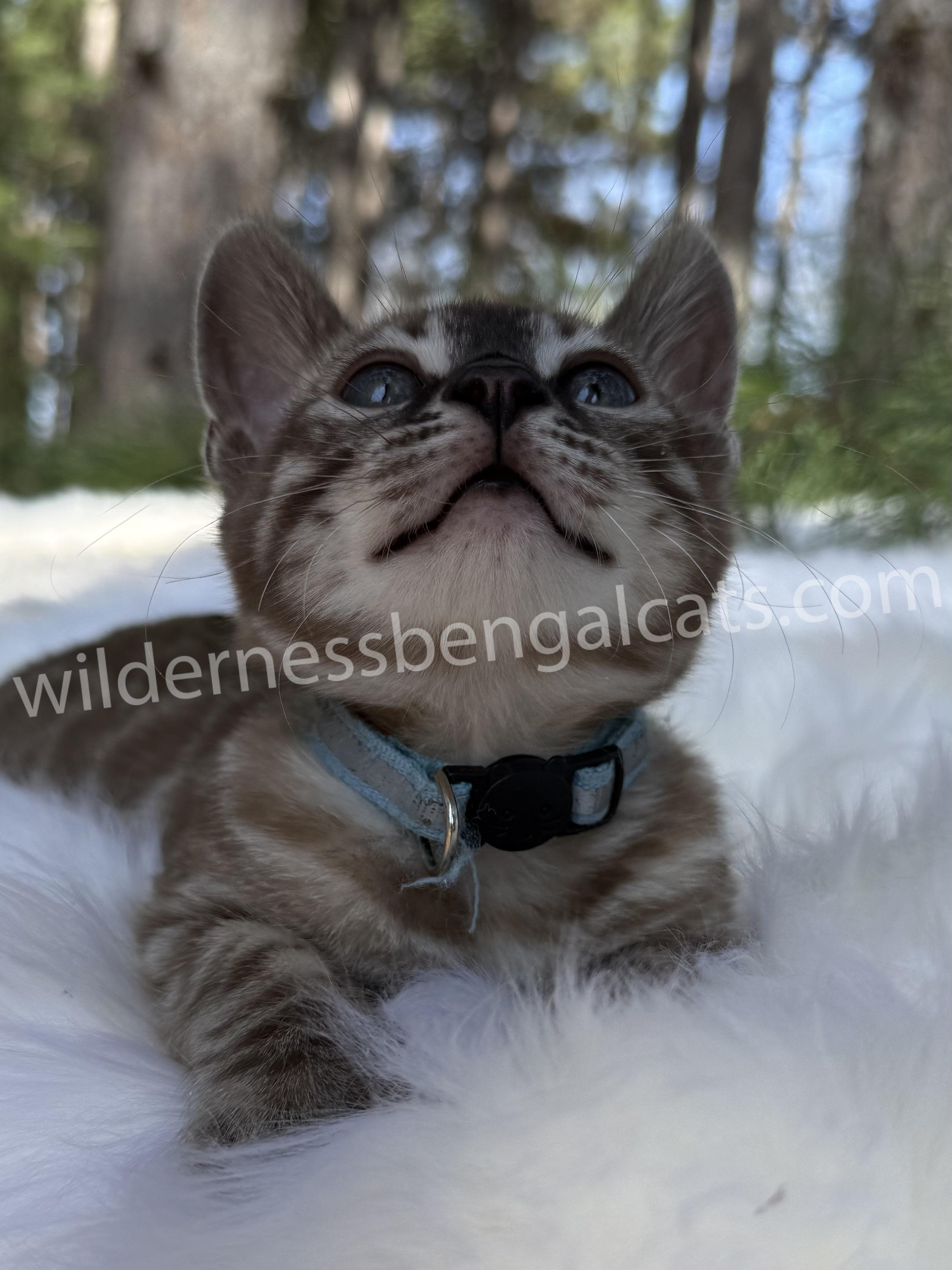 Jasper - Image 7