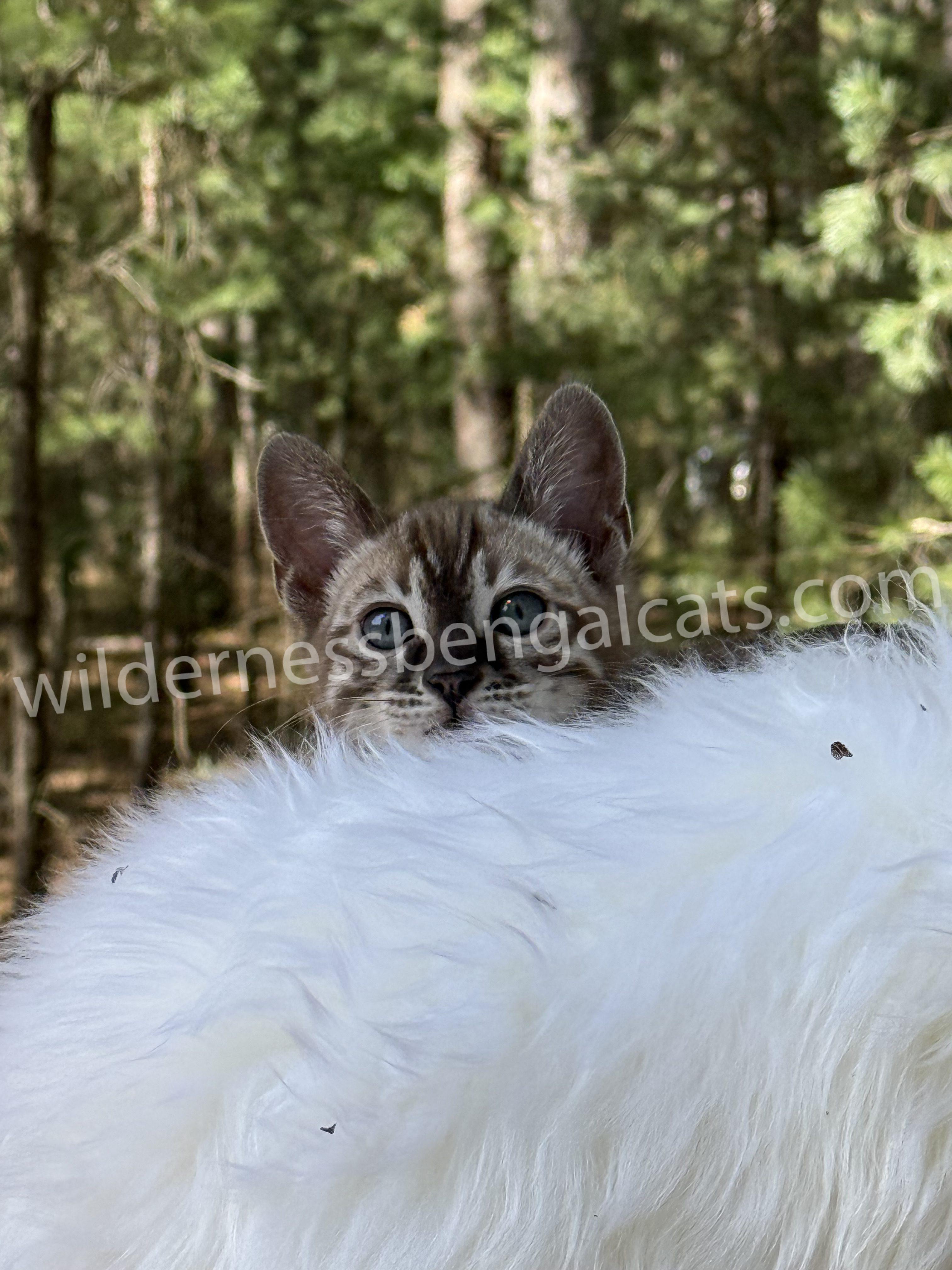 Jasper - Image 6