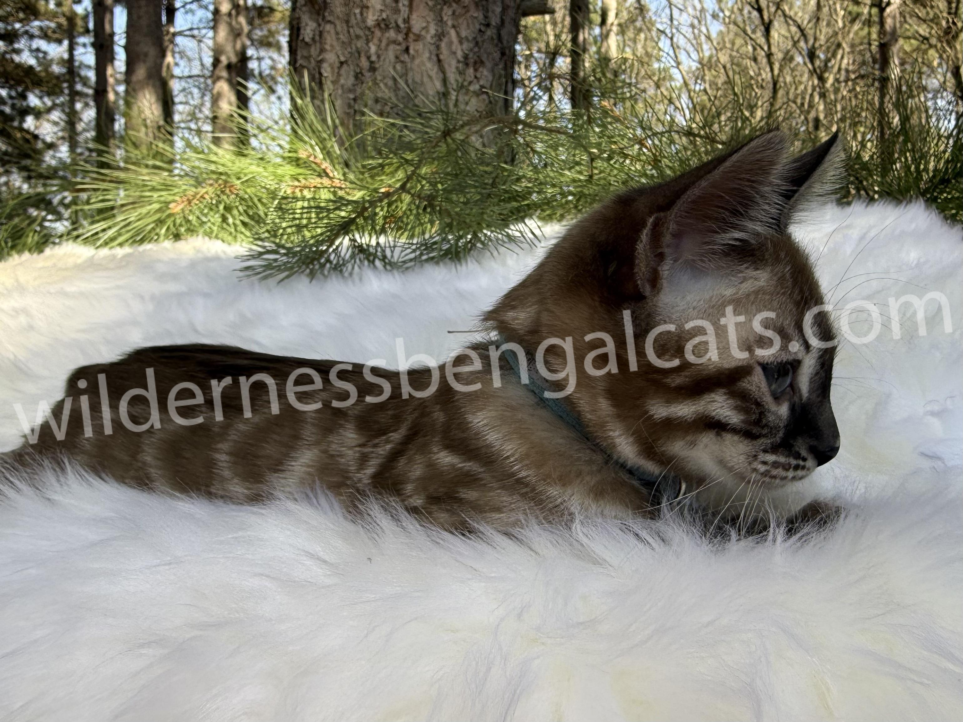 Jasper - Image 21