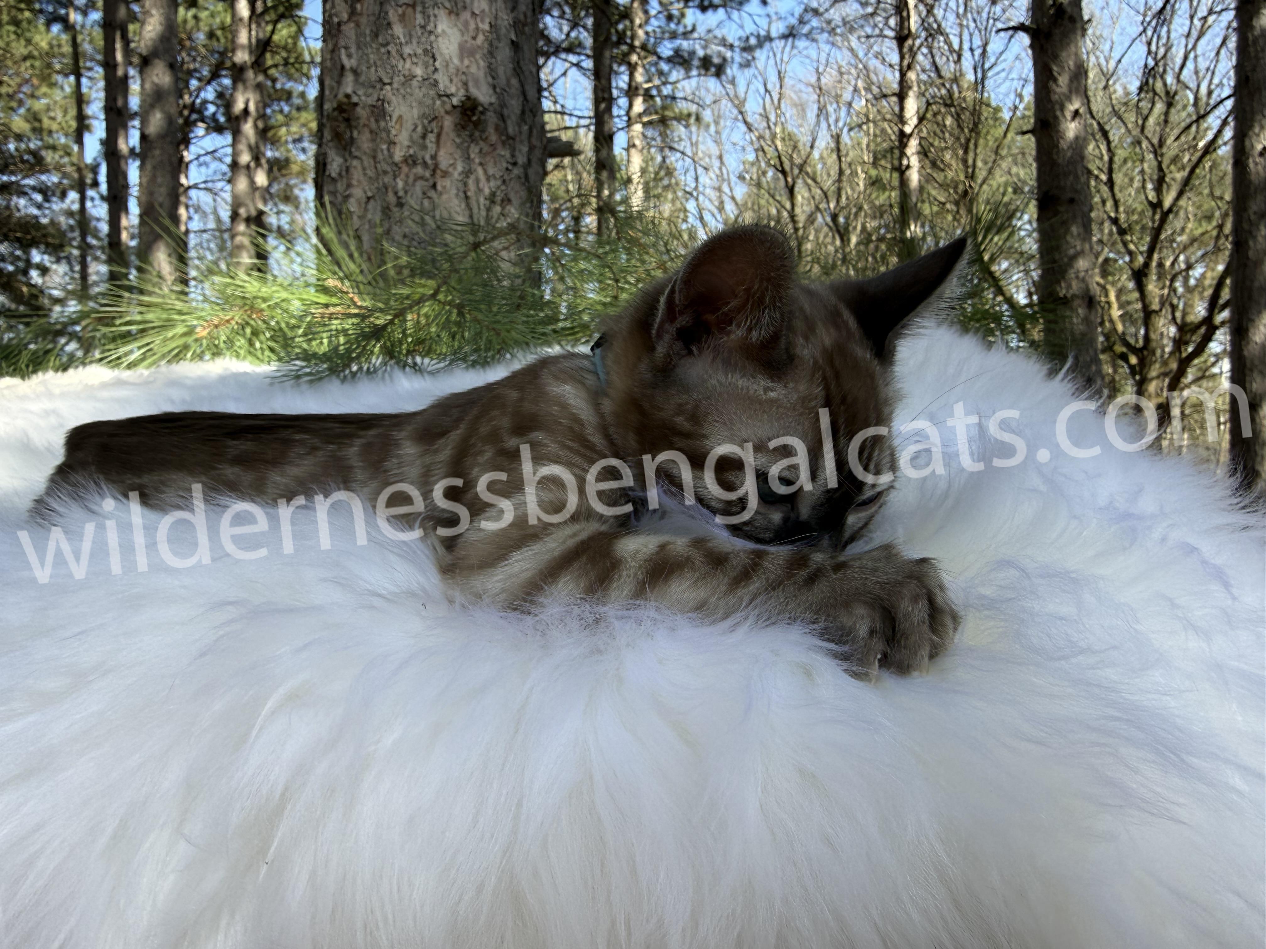 Jasper - Image 3