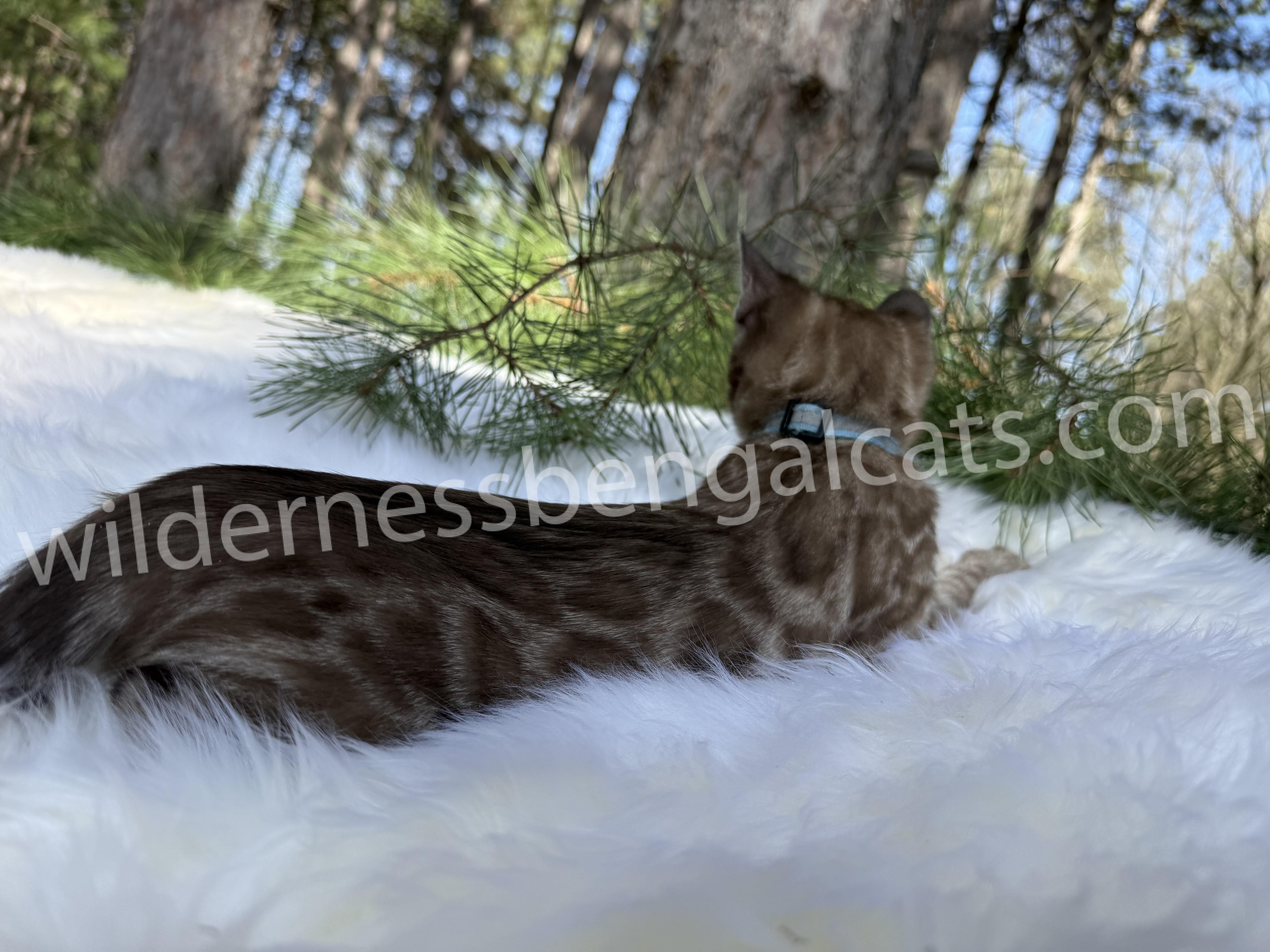 Jasper - Image 17