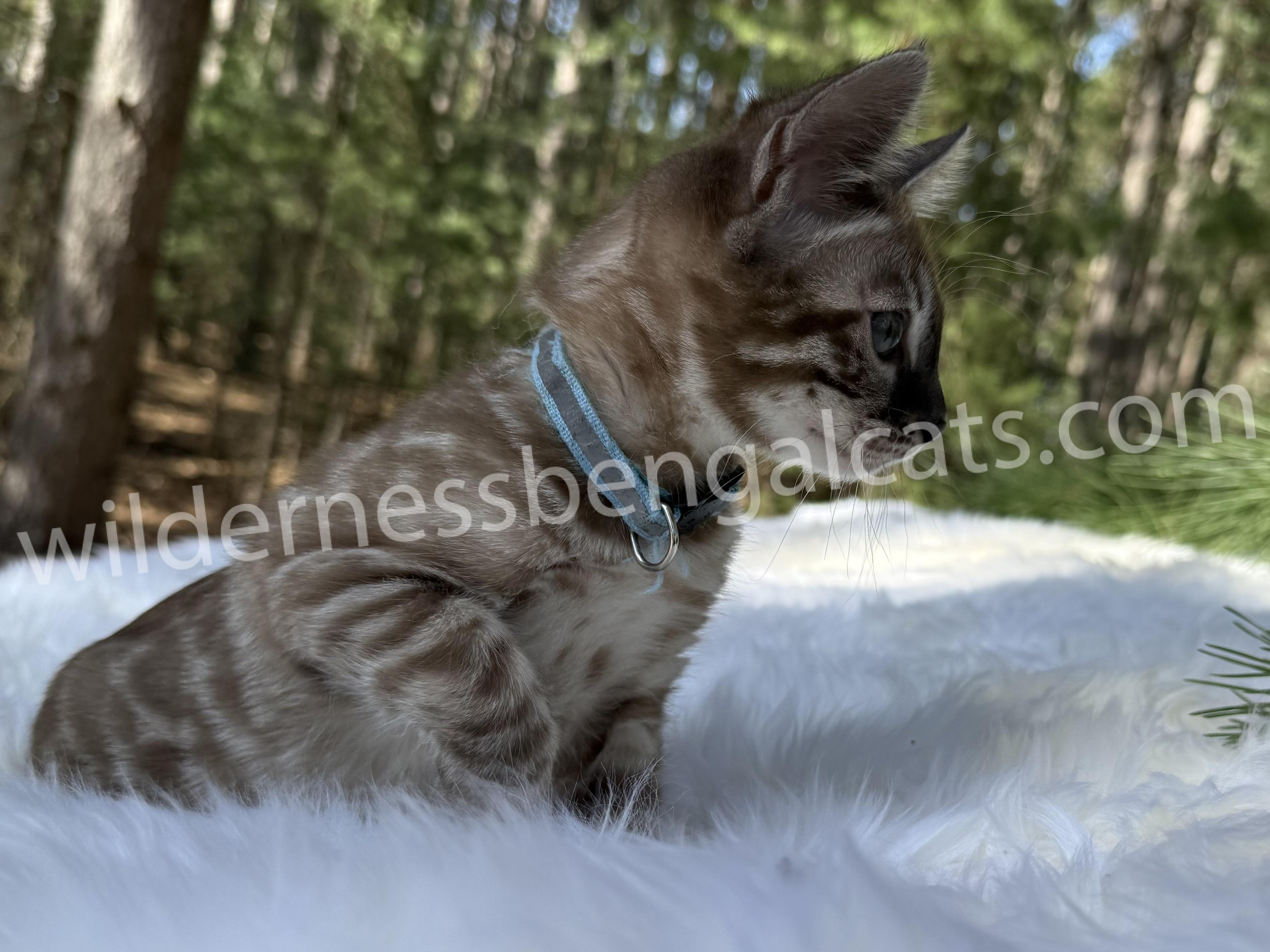 Jasper - Image 10
