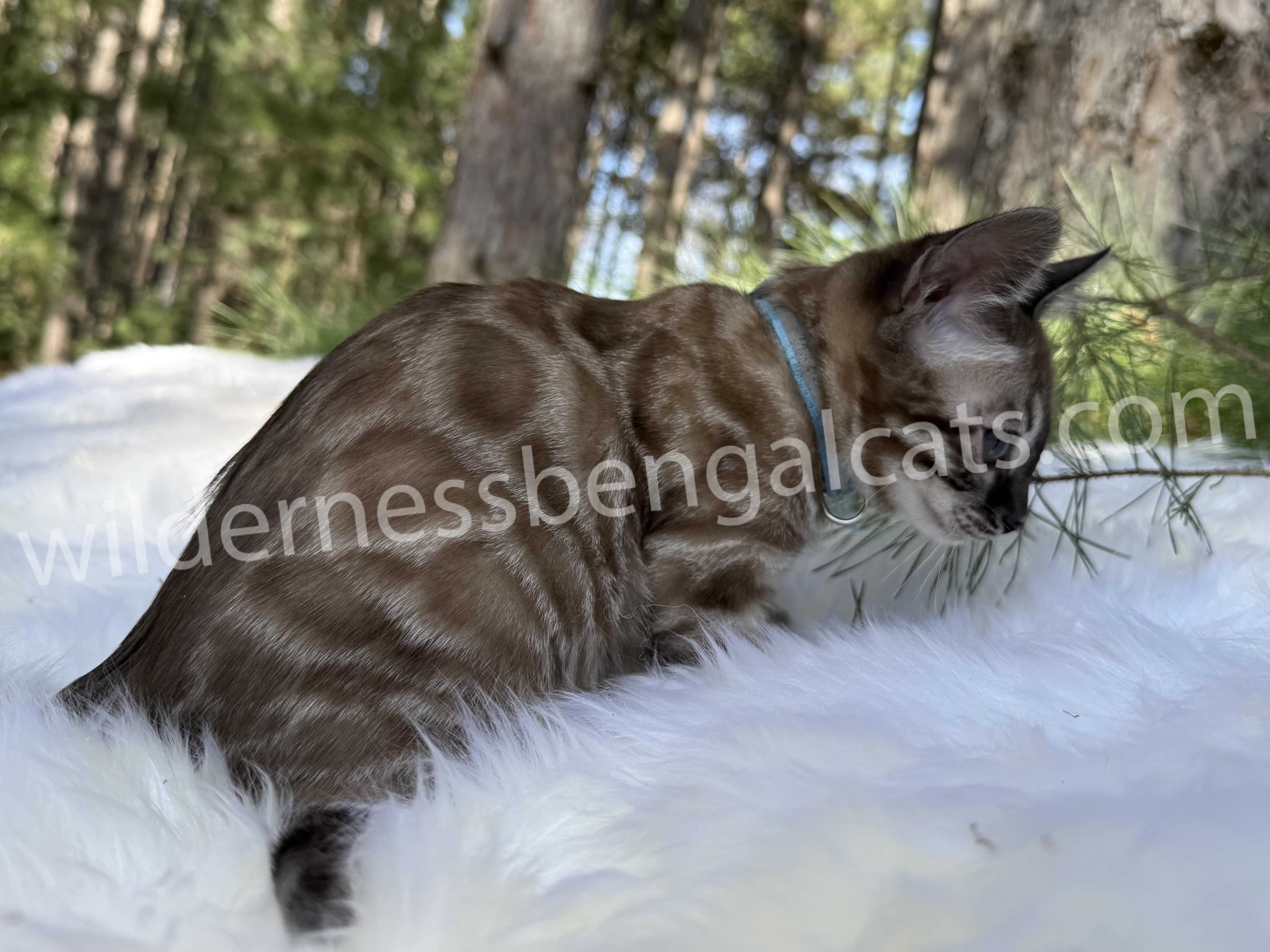Jasper - Image 18