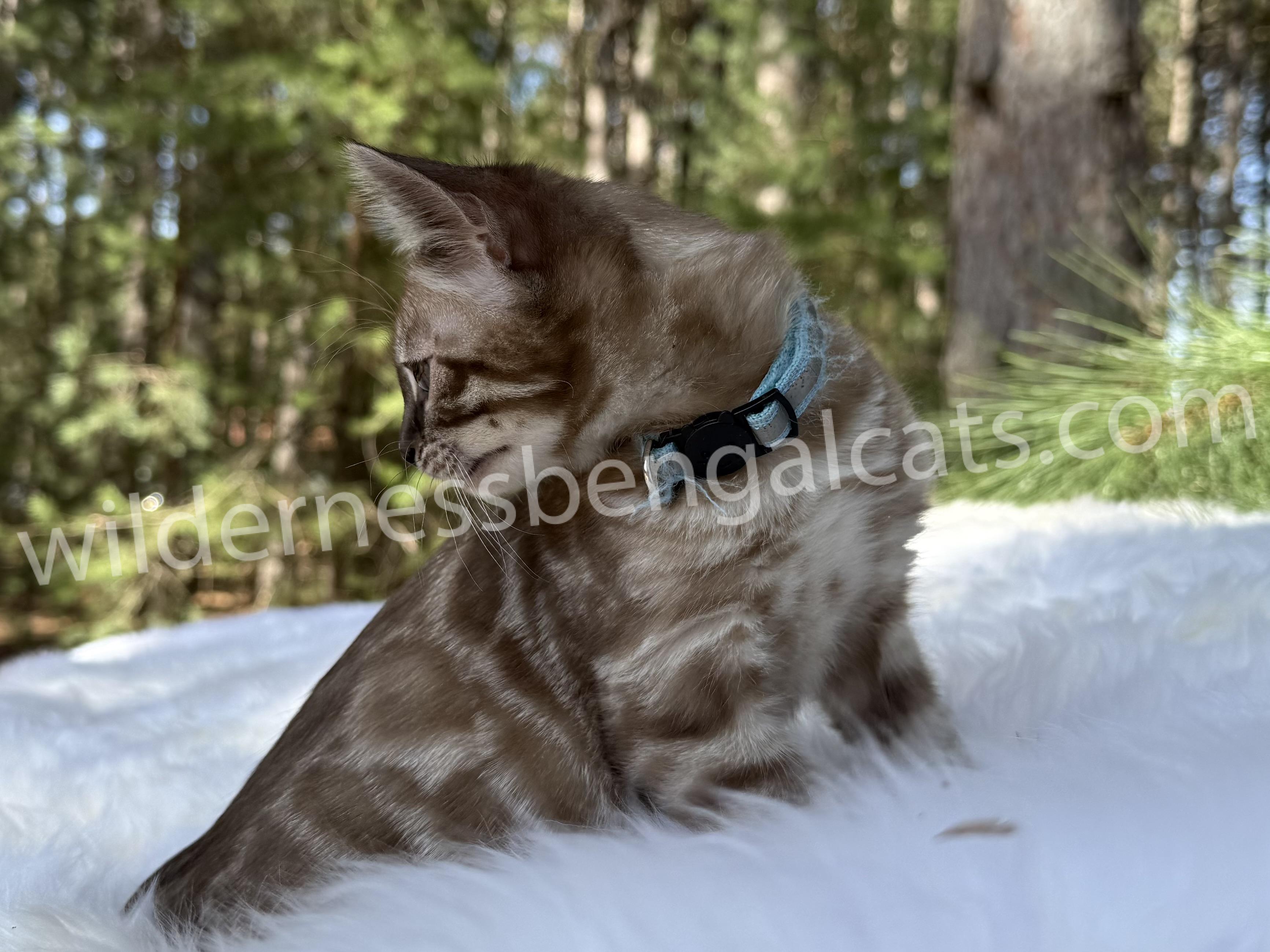 Jasper - Image 19