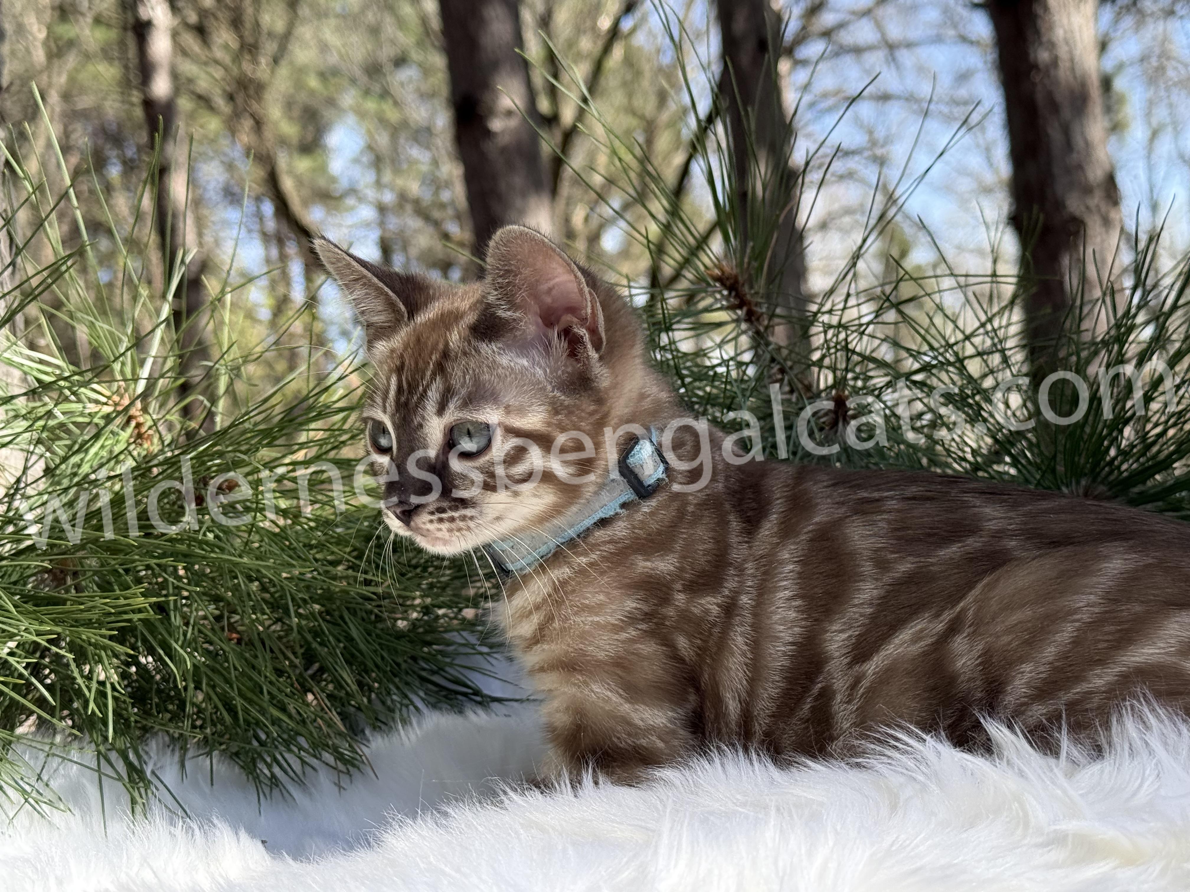 Jasper - Image 12