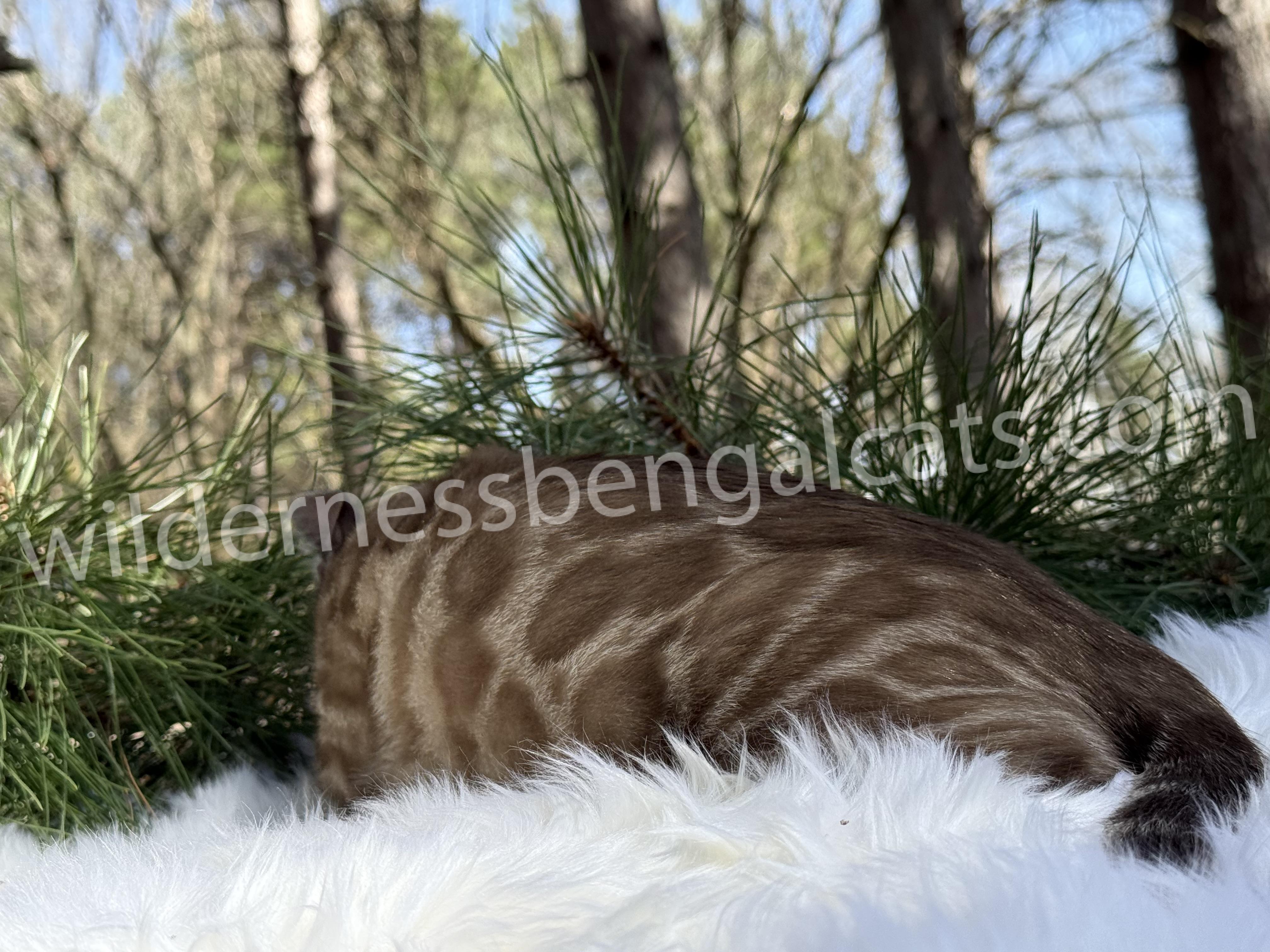 Jasper - Image 11