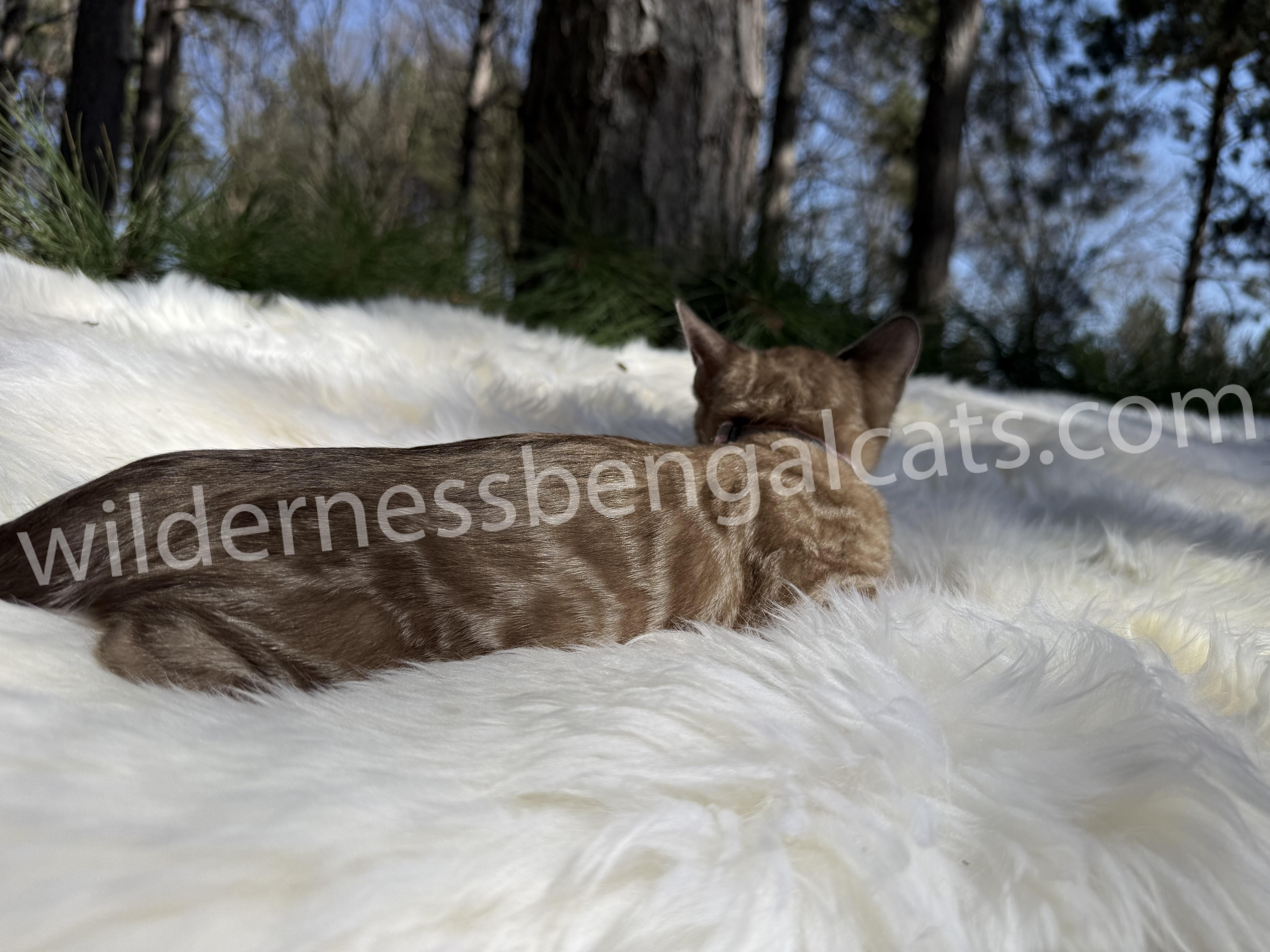 Molly - Image 13
