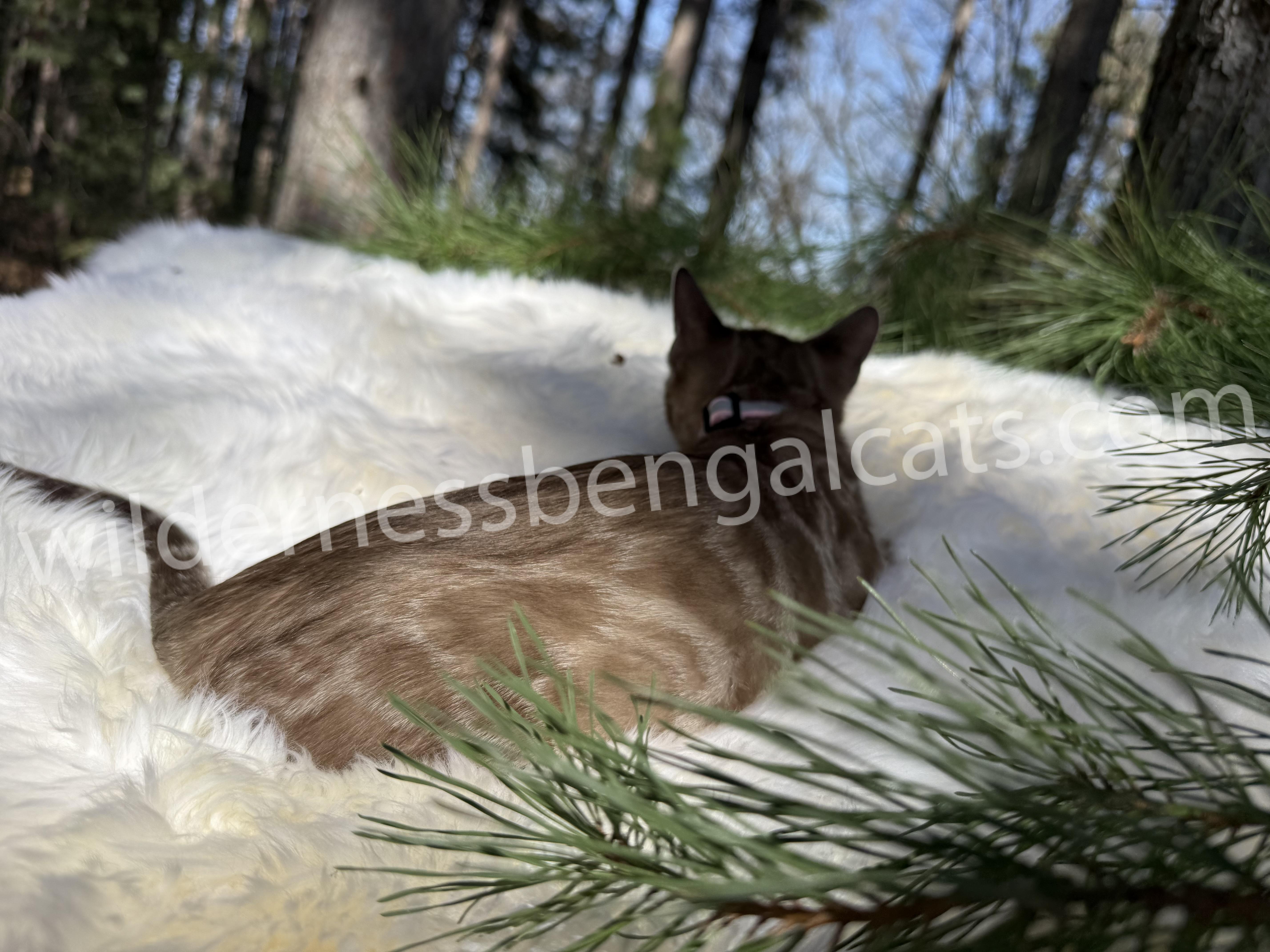 Molly - Image 8