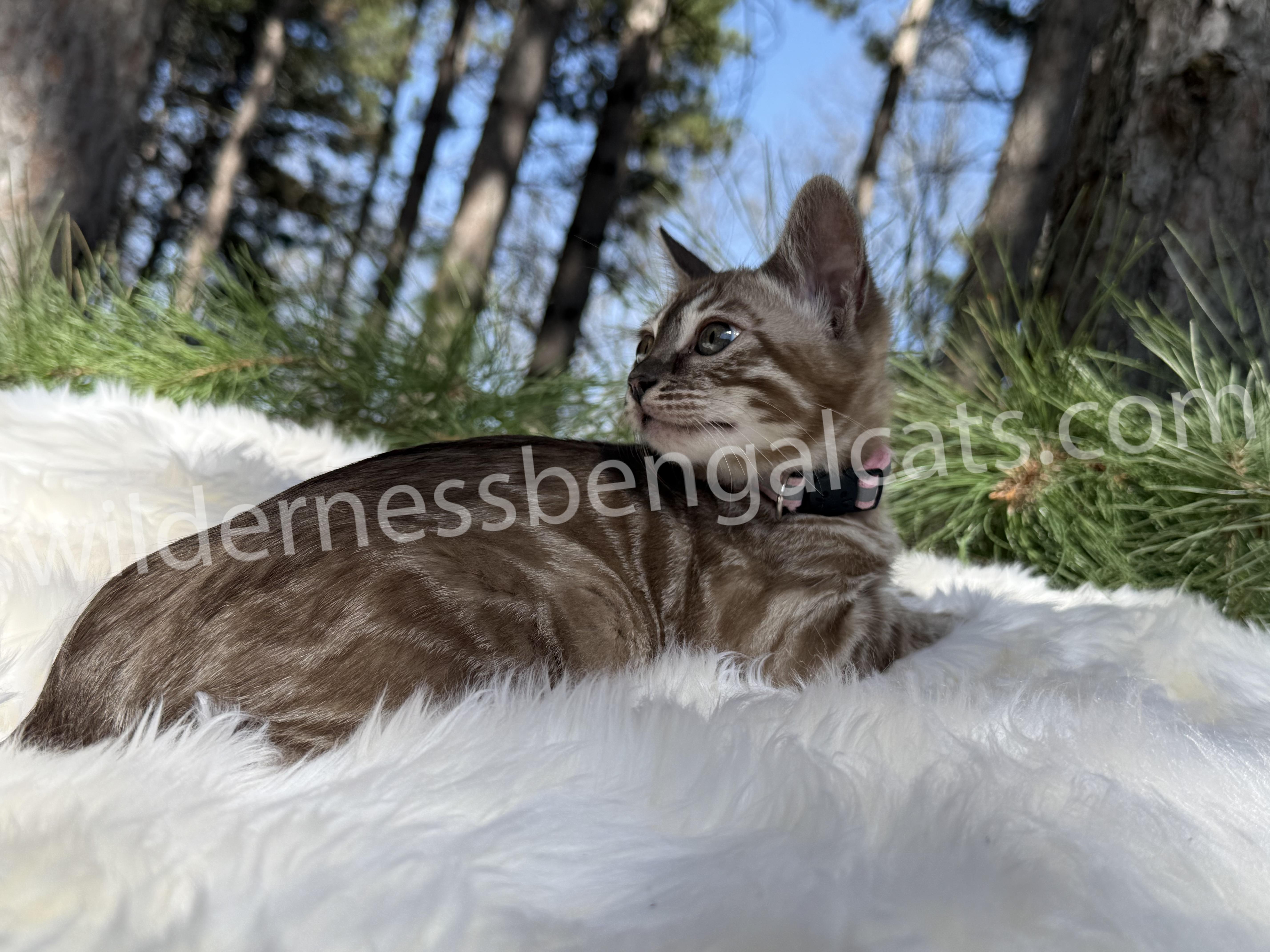 Molly - Image 6