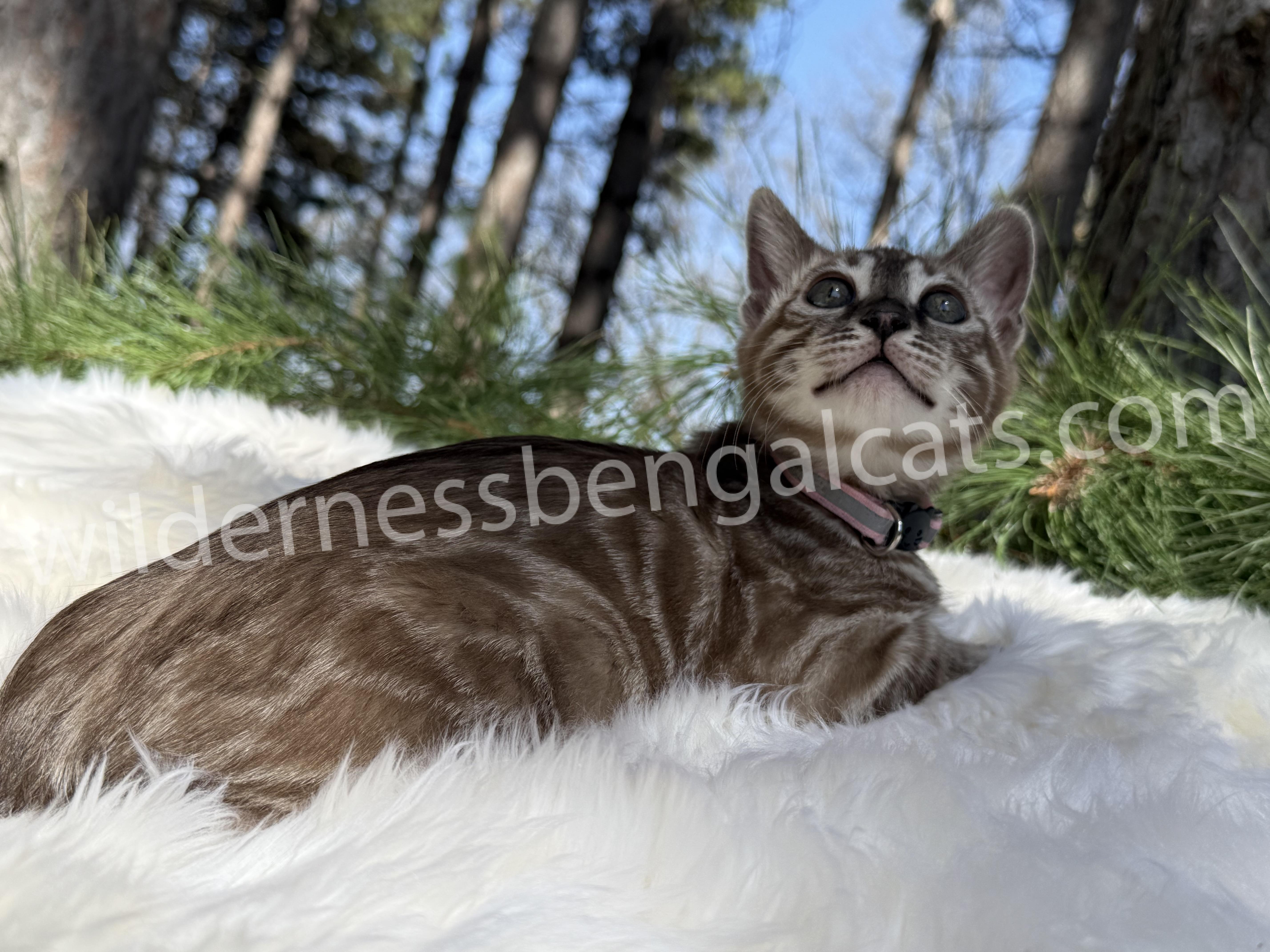 Molly - Image 5
