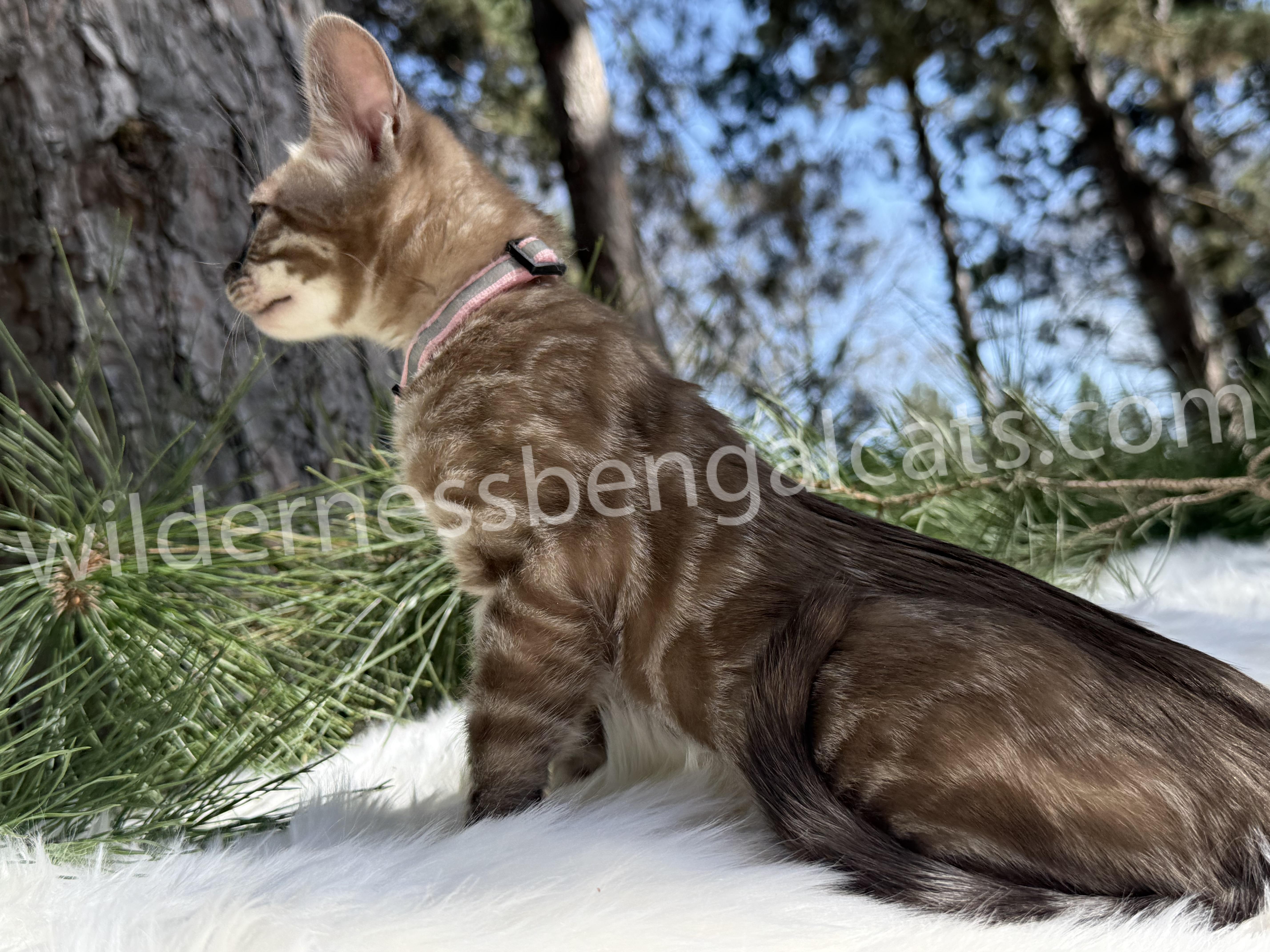Molly - Image 9