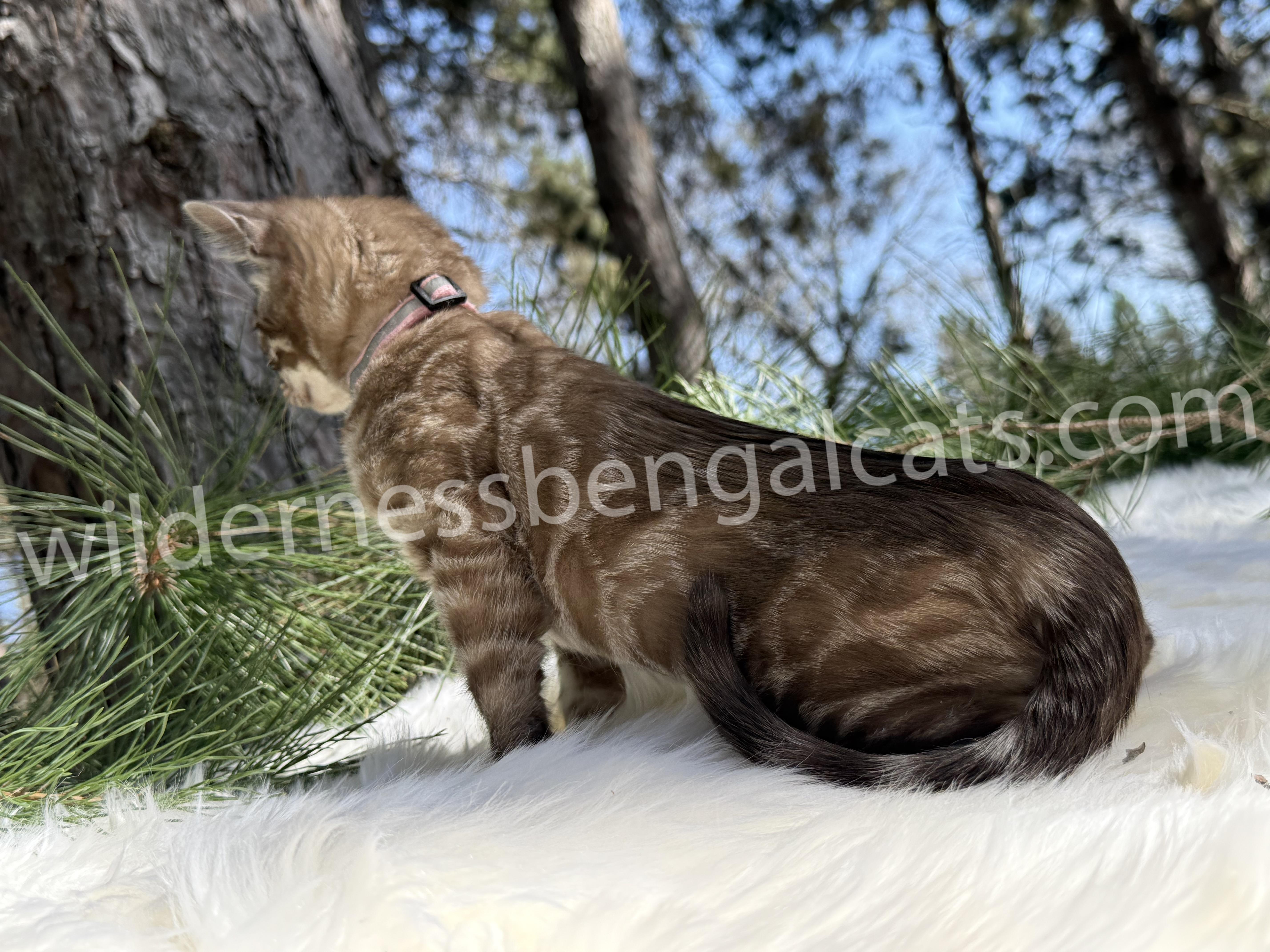 Molly - Image 14
