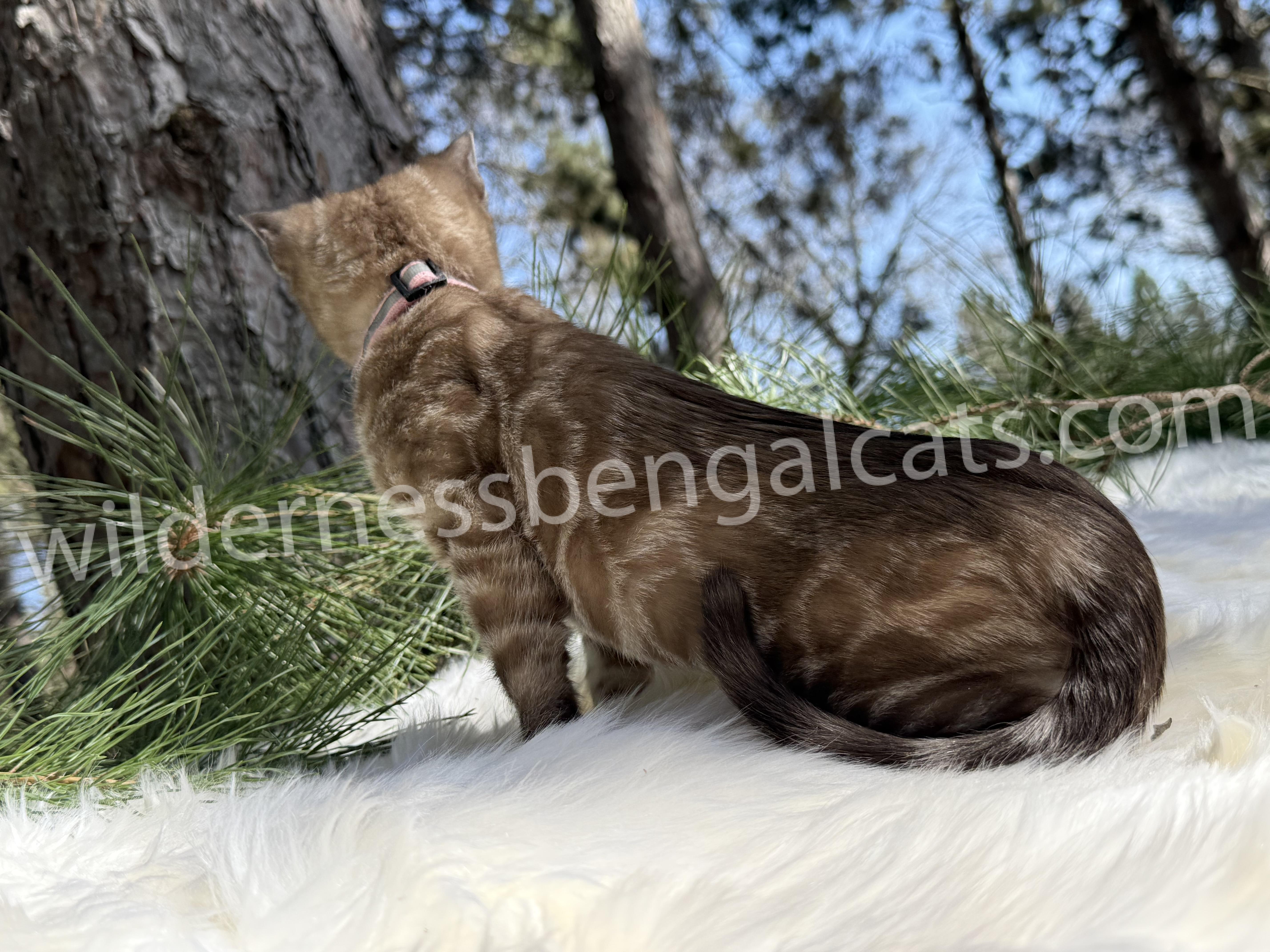 Molly - Image 11