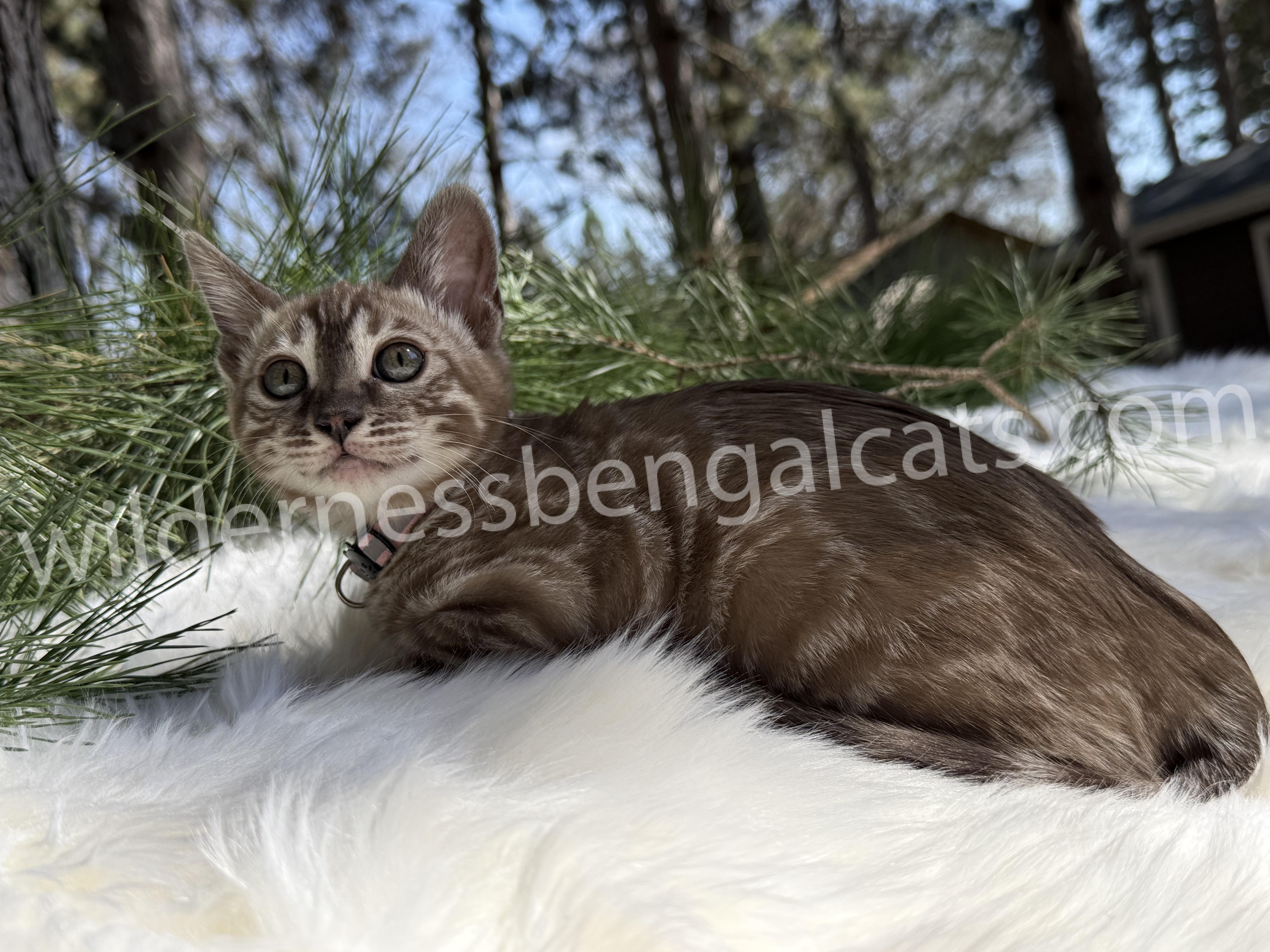 Molly - Image 12