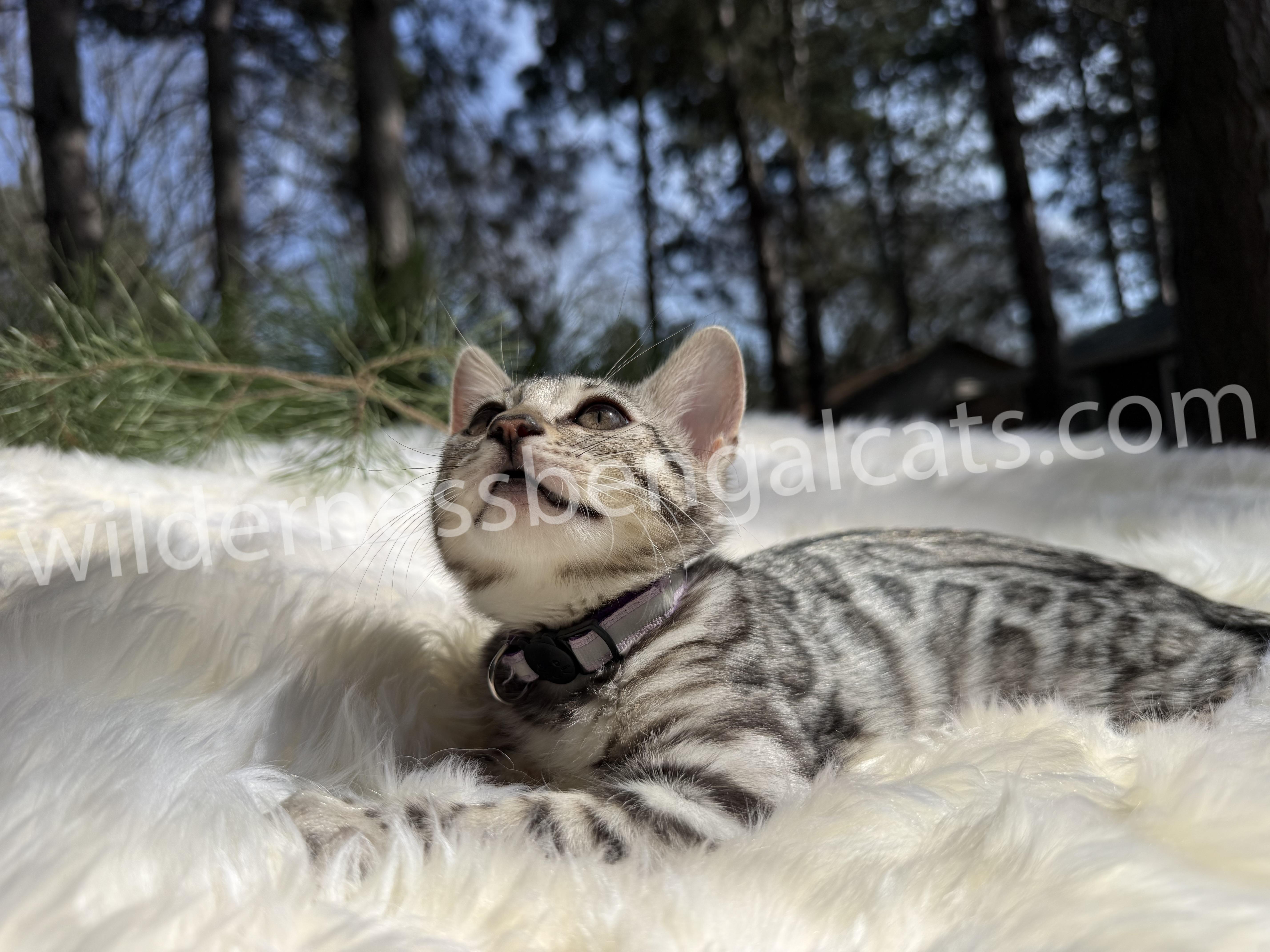 Chloe - Image 15