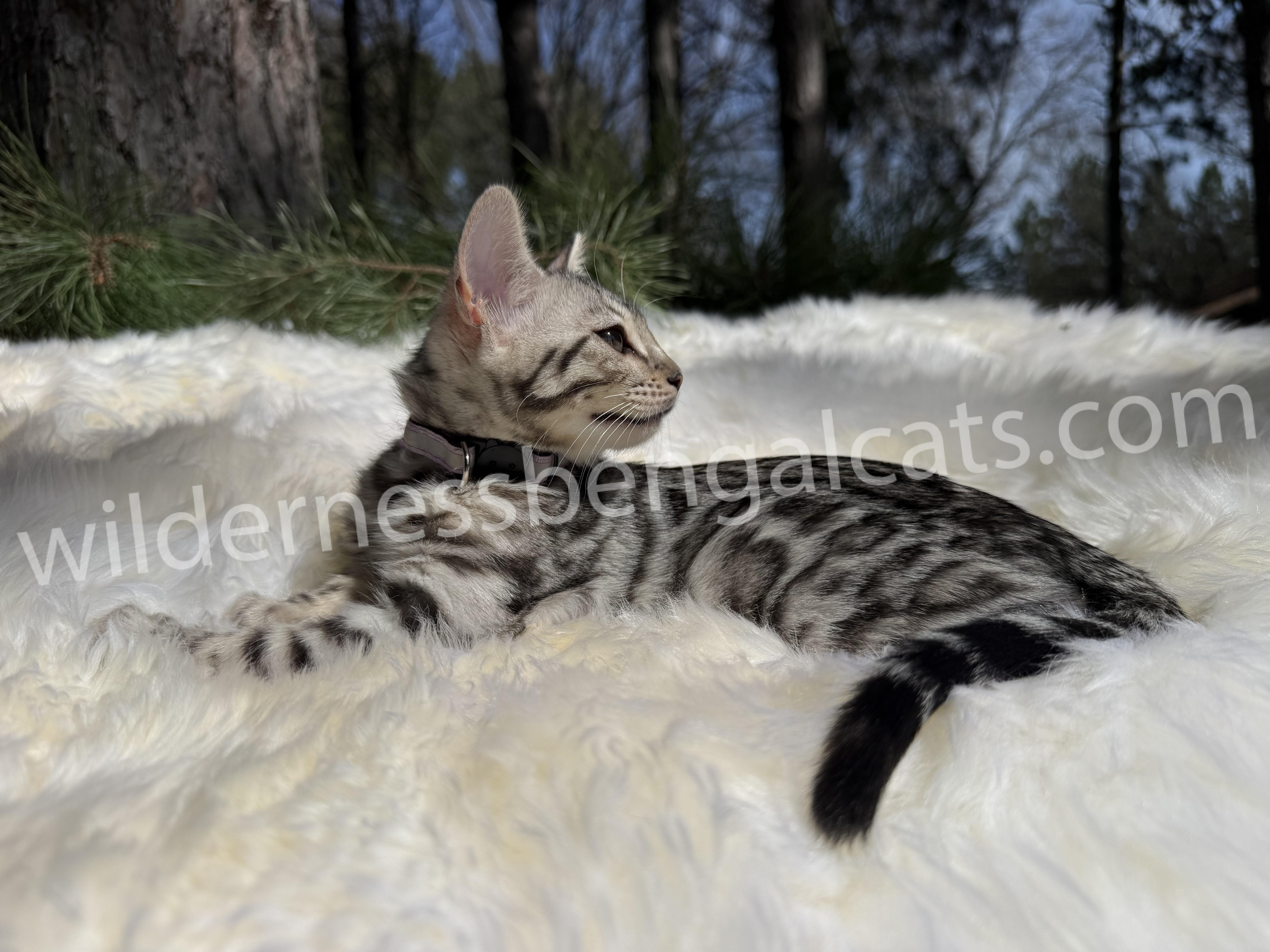 Chloe - Image 16