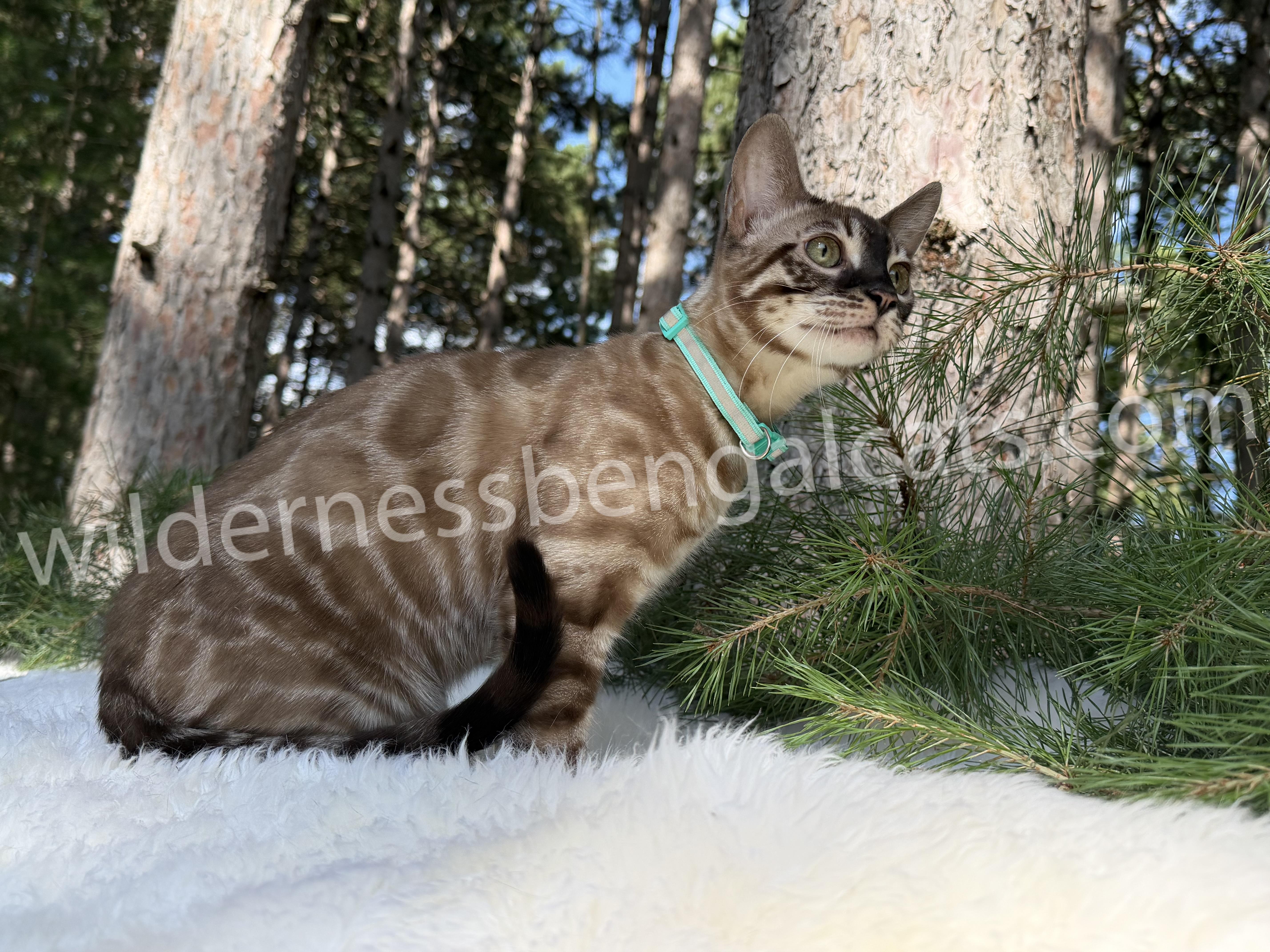 Jasper - Image 7