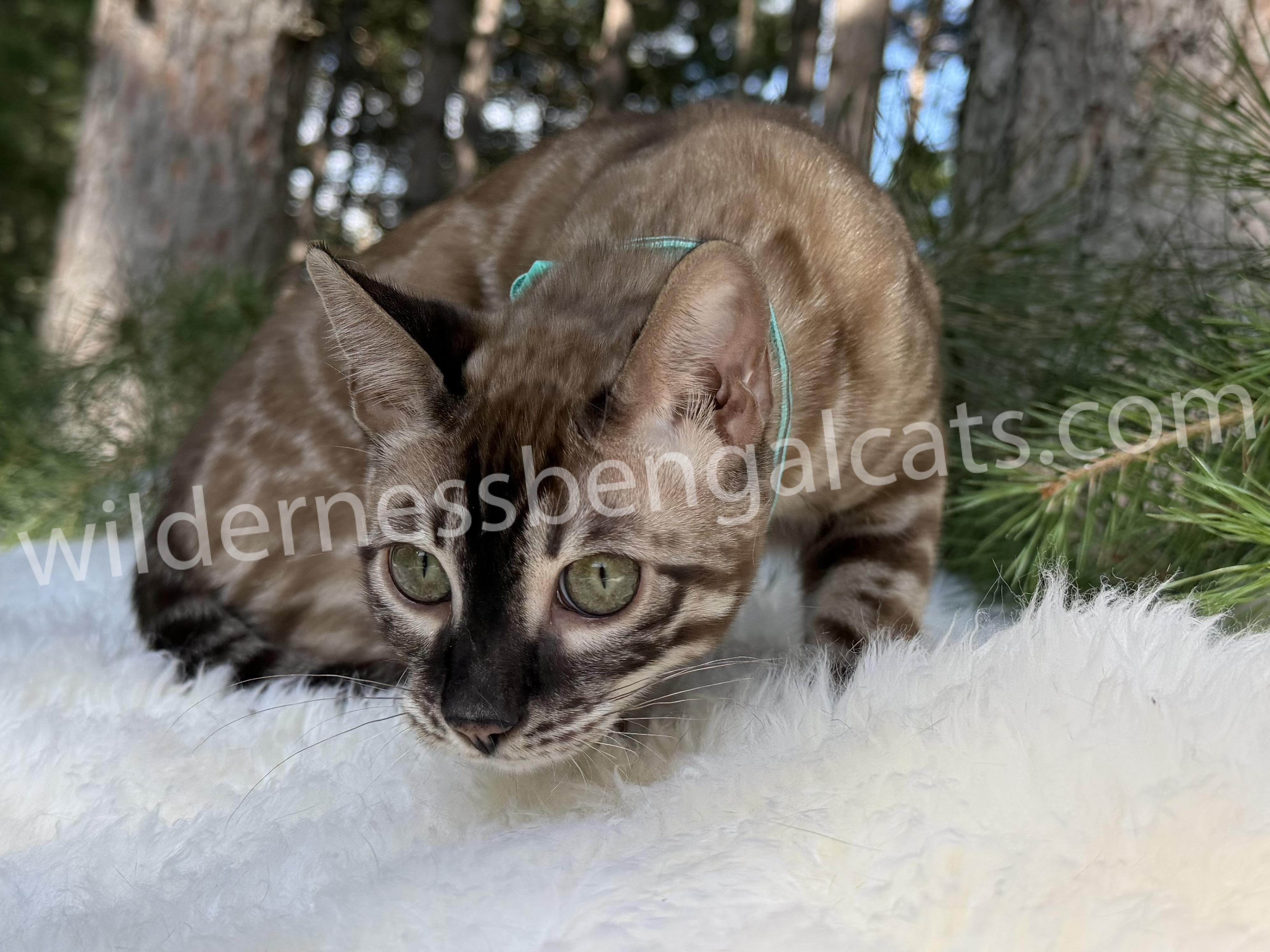 Jasper - Image 6