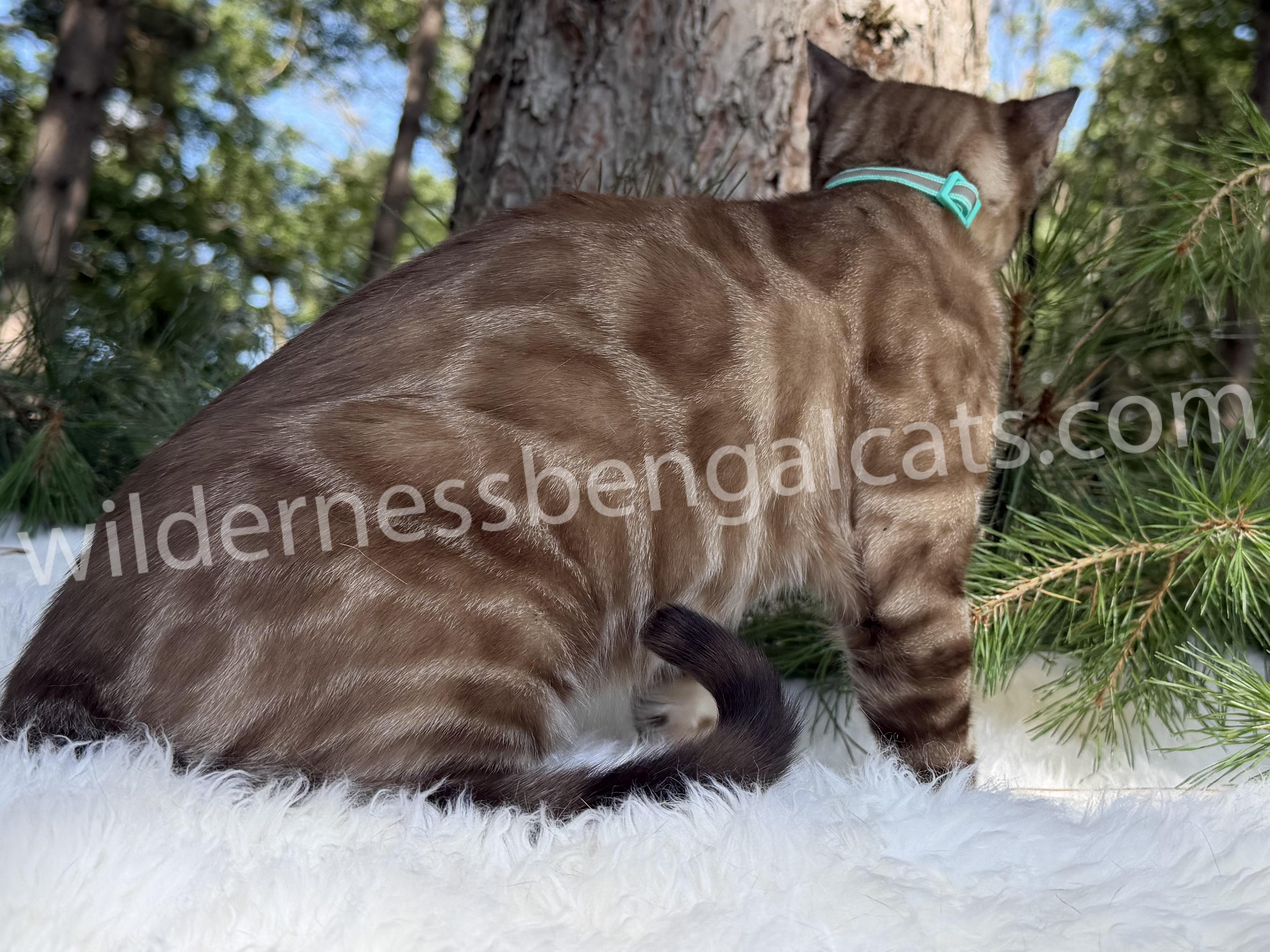 Jasper - Image 4
