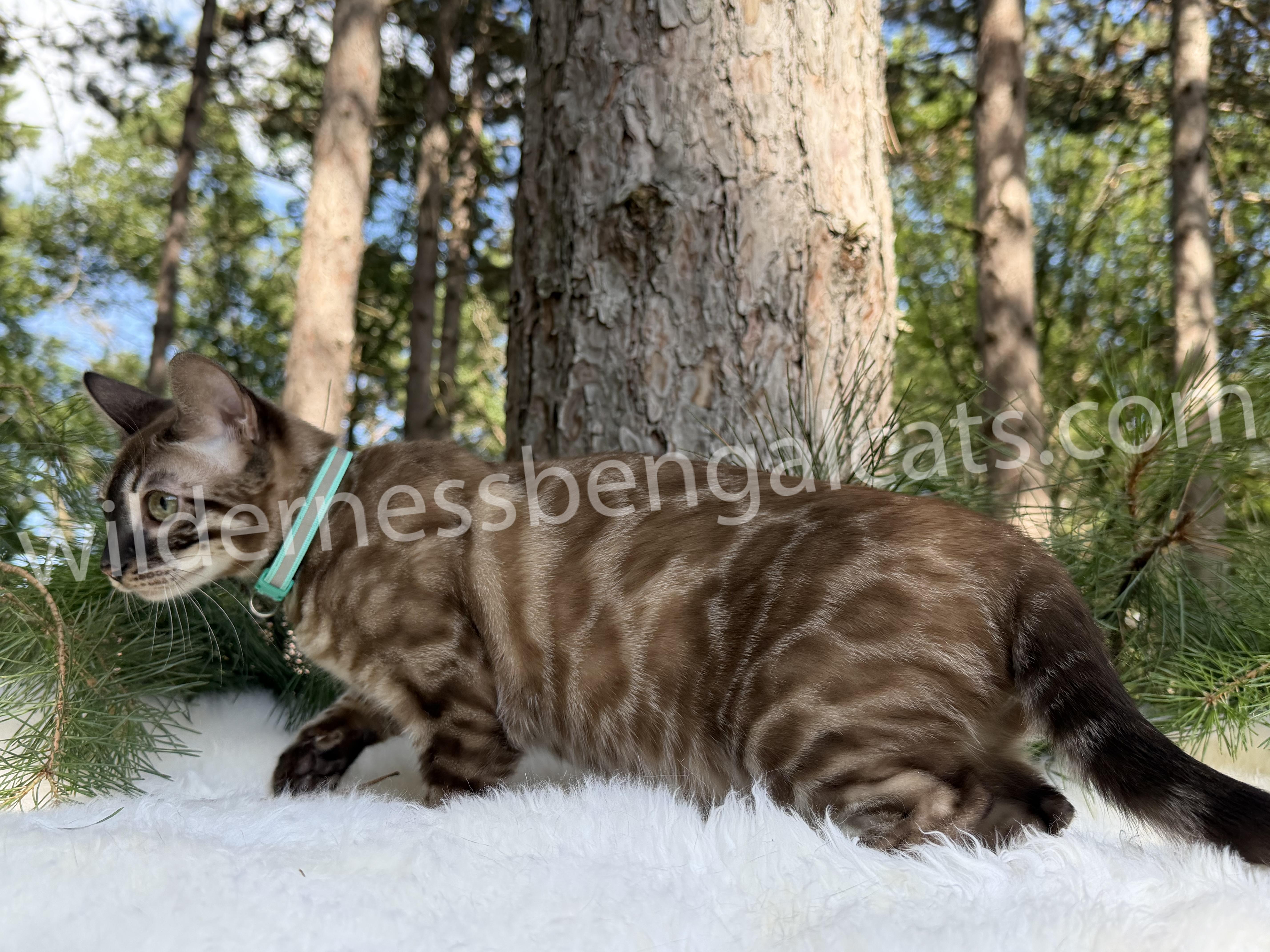 Jasper - Image 3