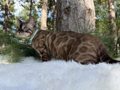 Jasper