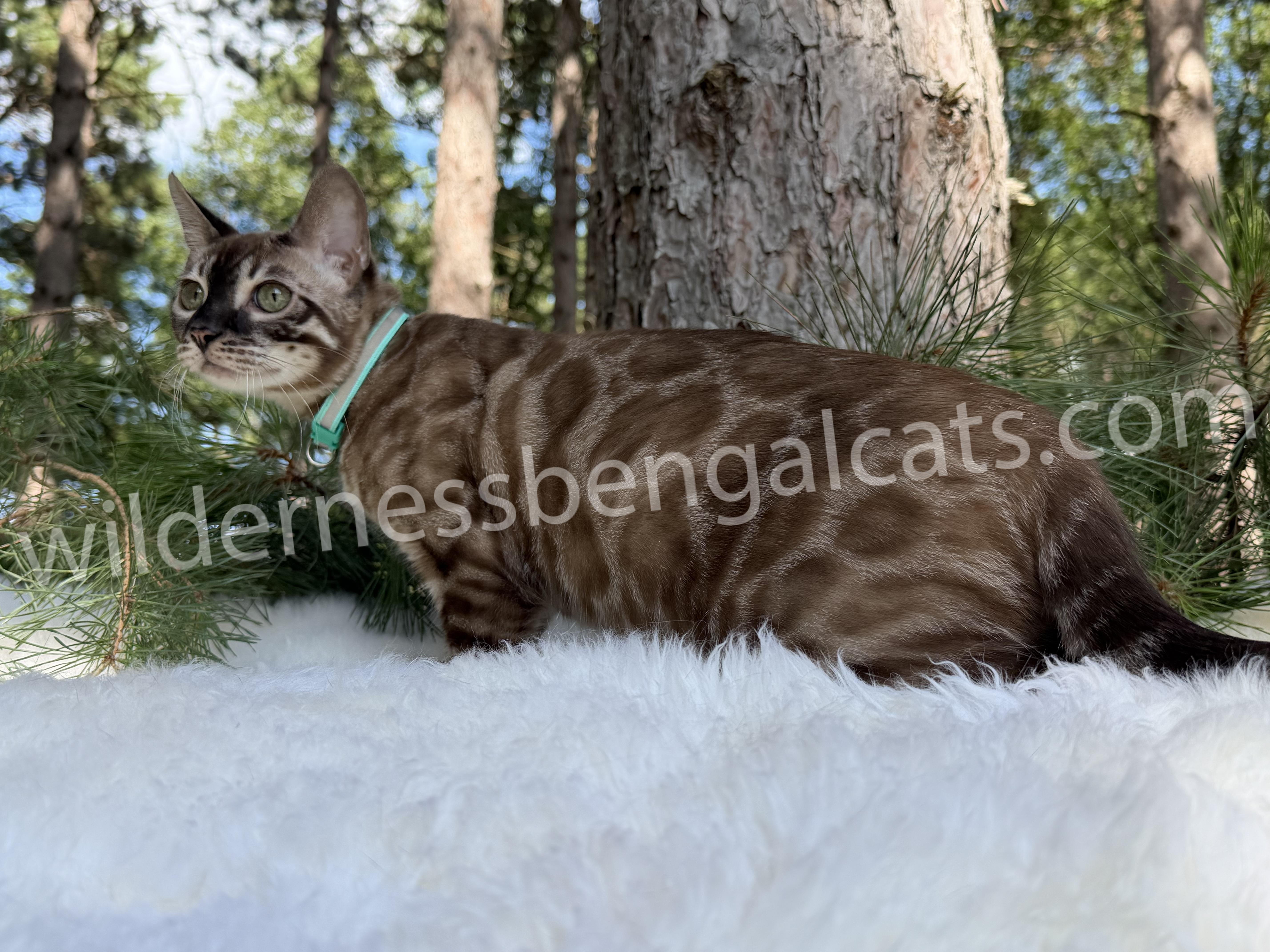 Jasper