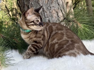 Jasper