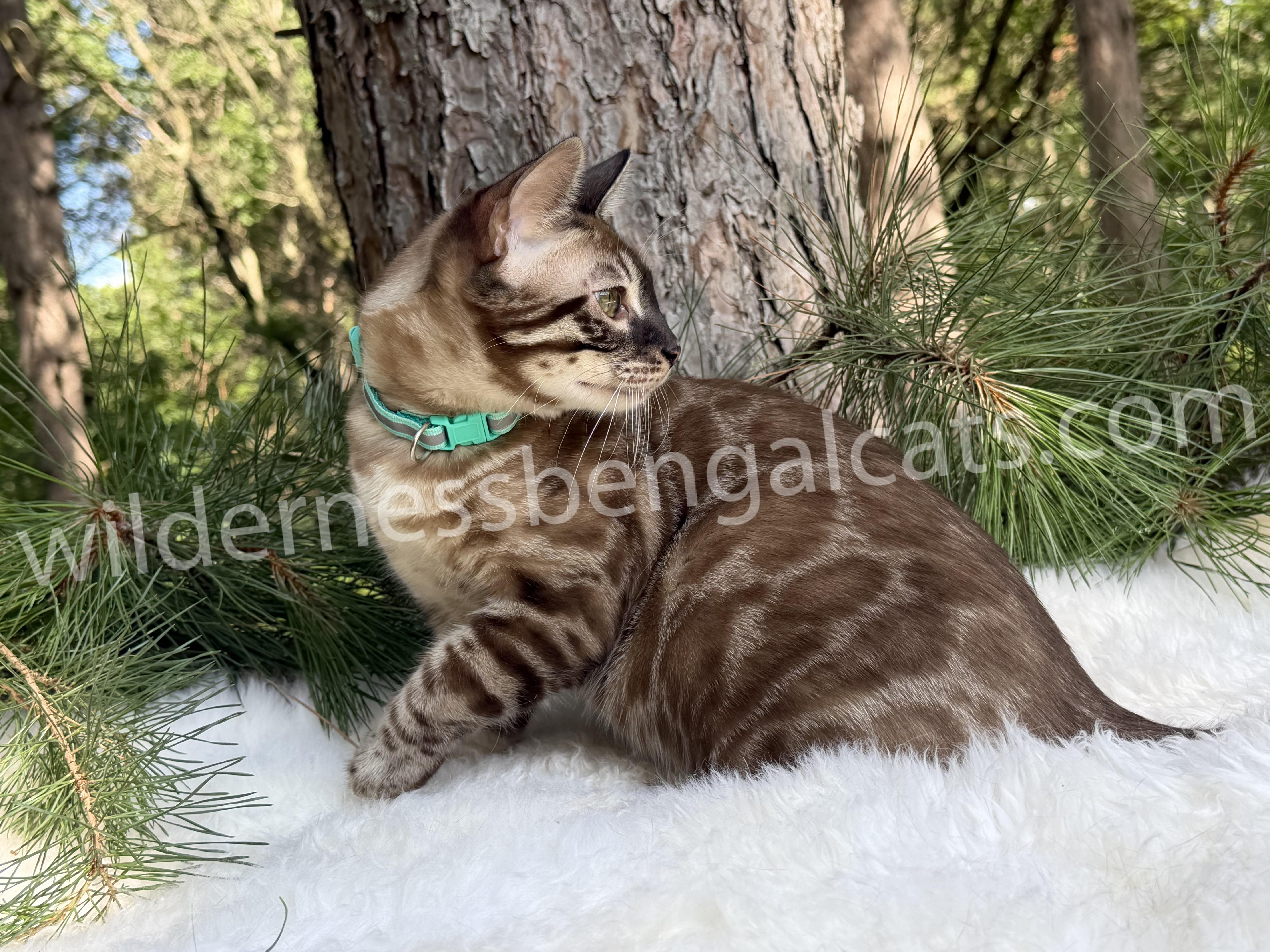 Jasper - Image 2