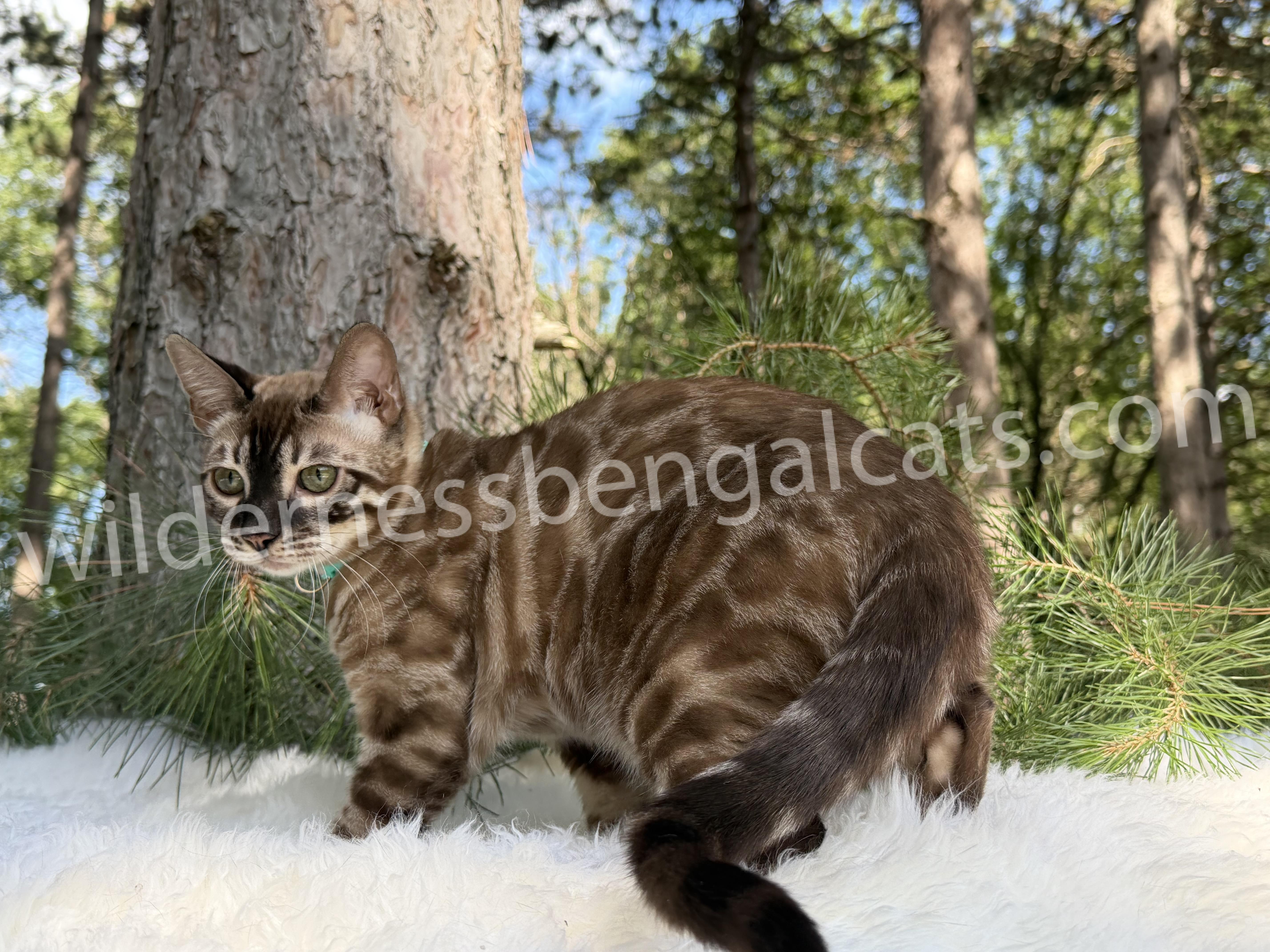 Jasper - Image 10