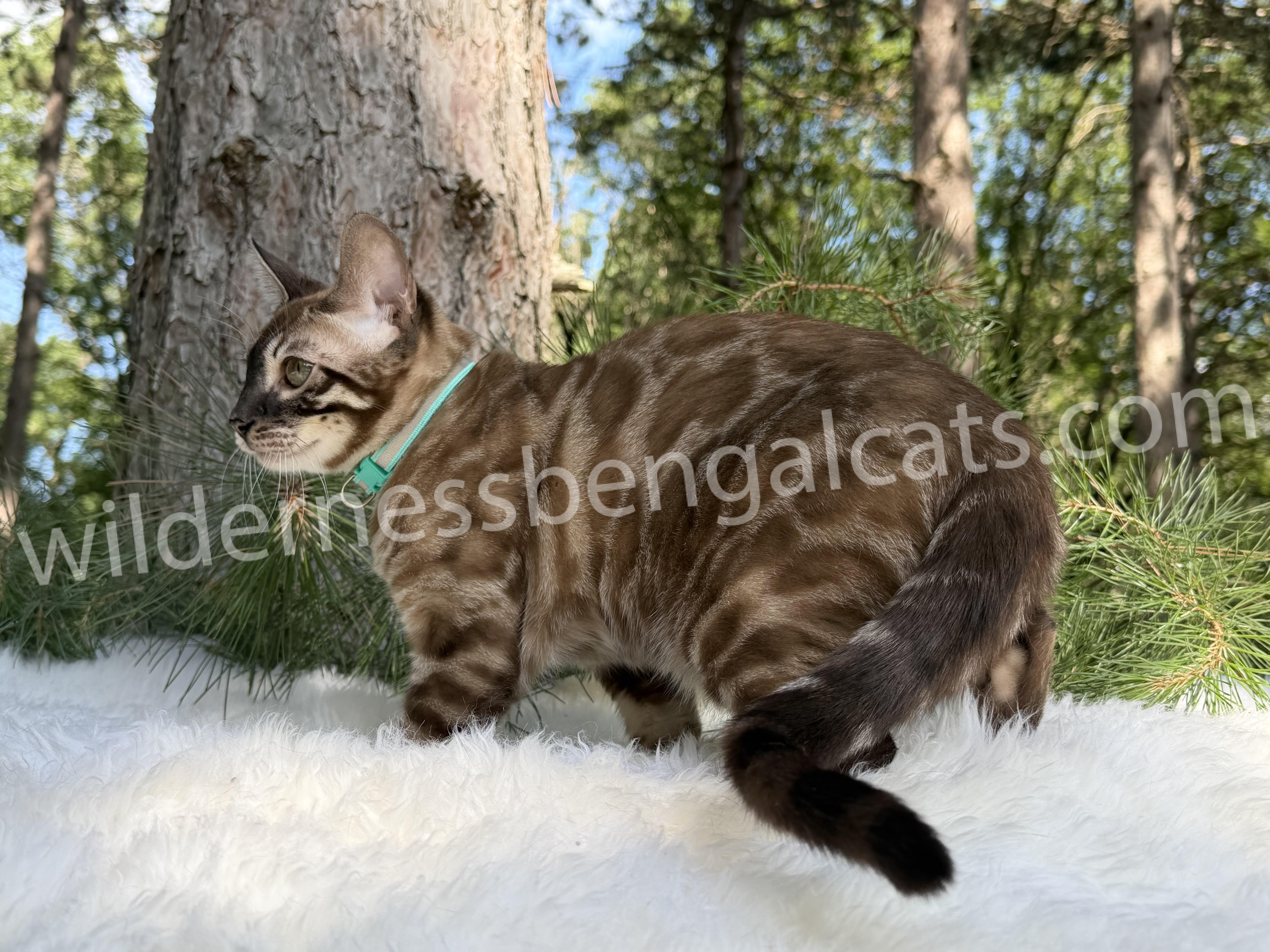 Jasper - Image 12