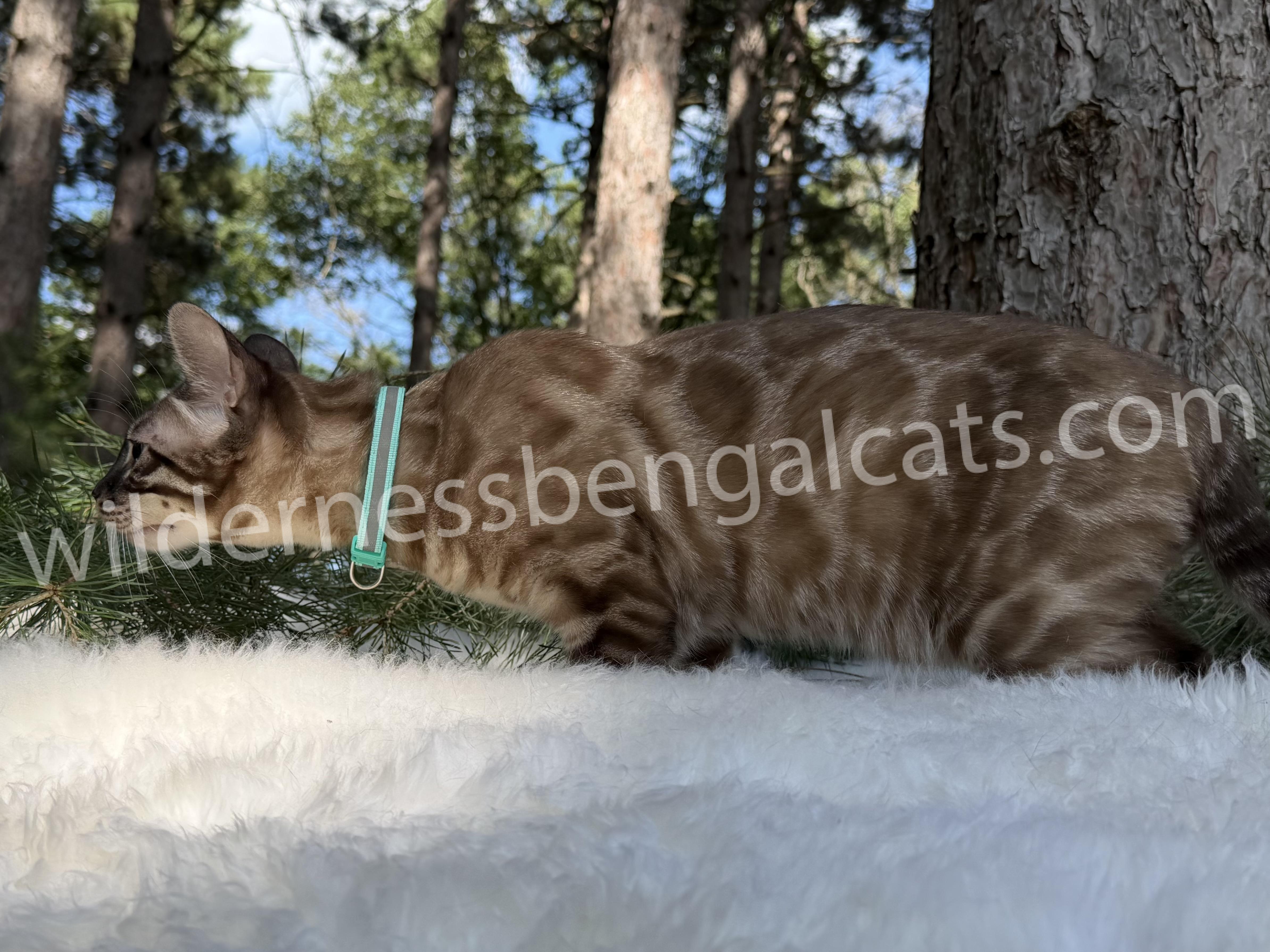Jasper - Image 13