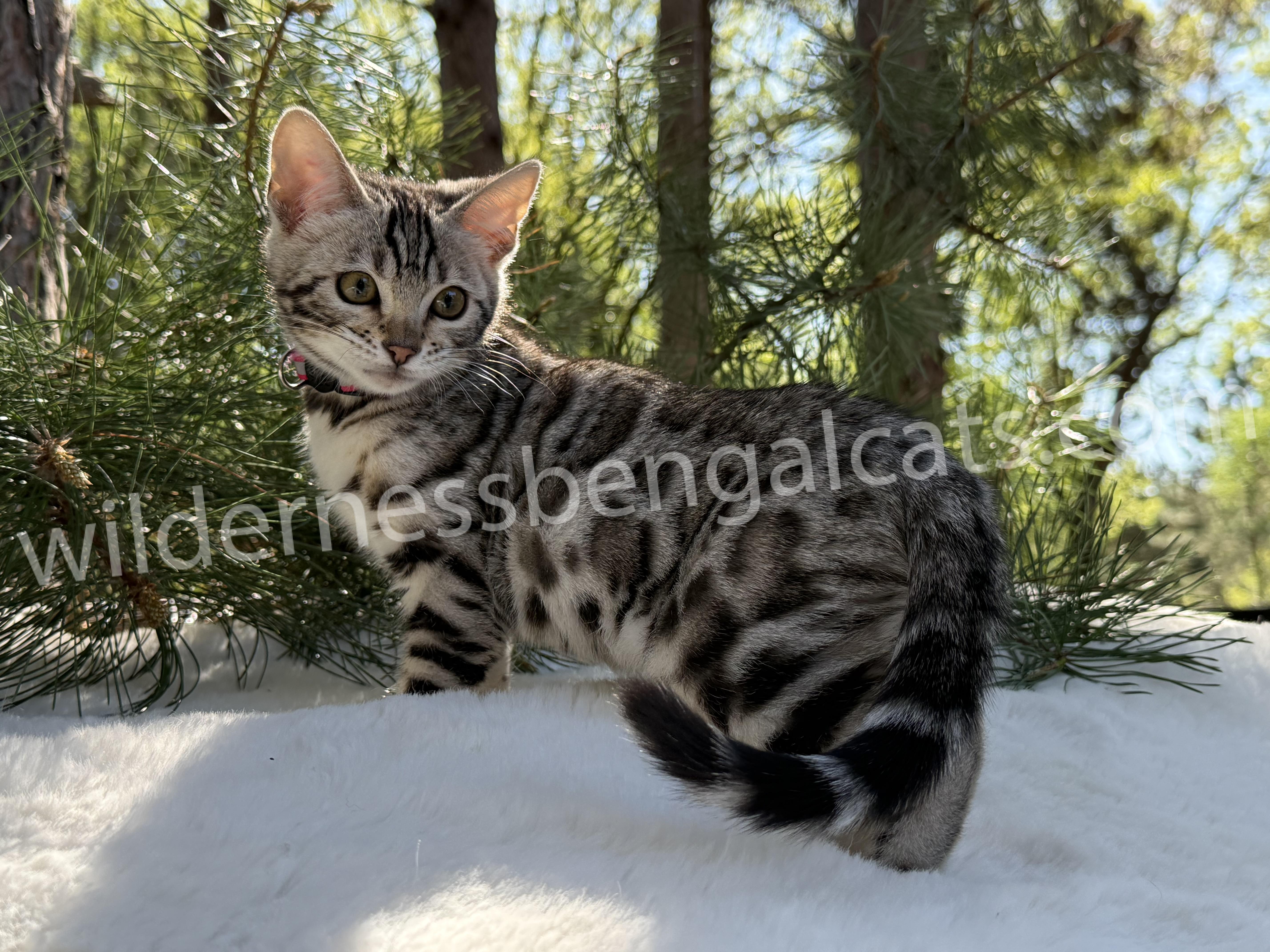 Alice - Image 8