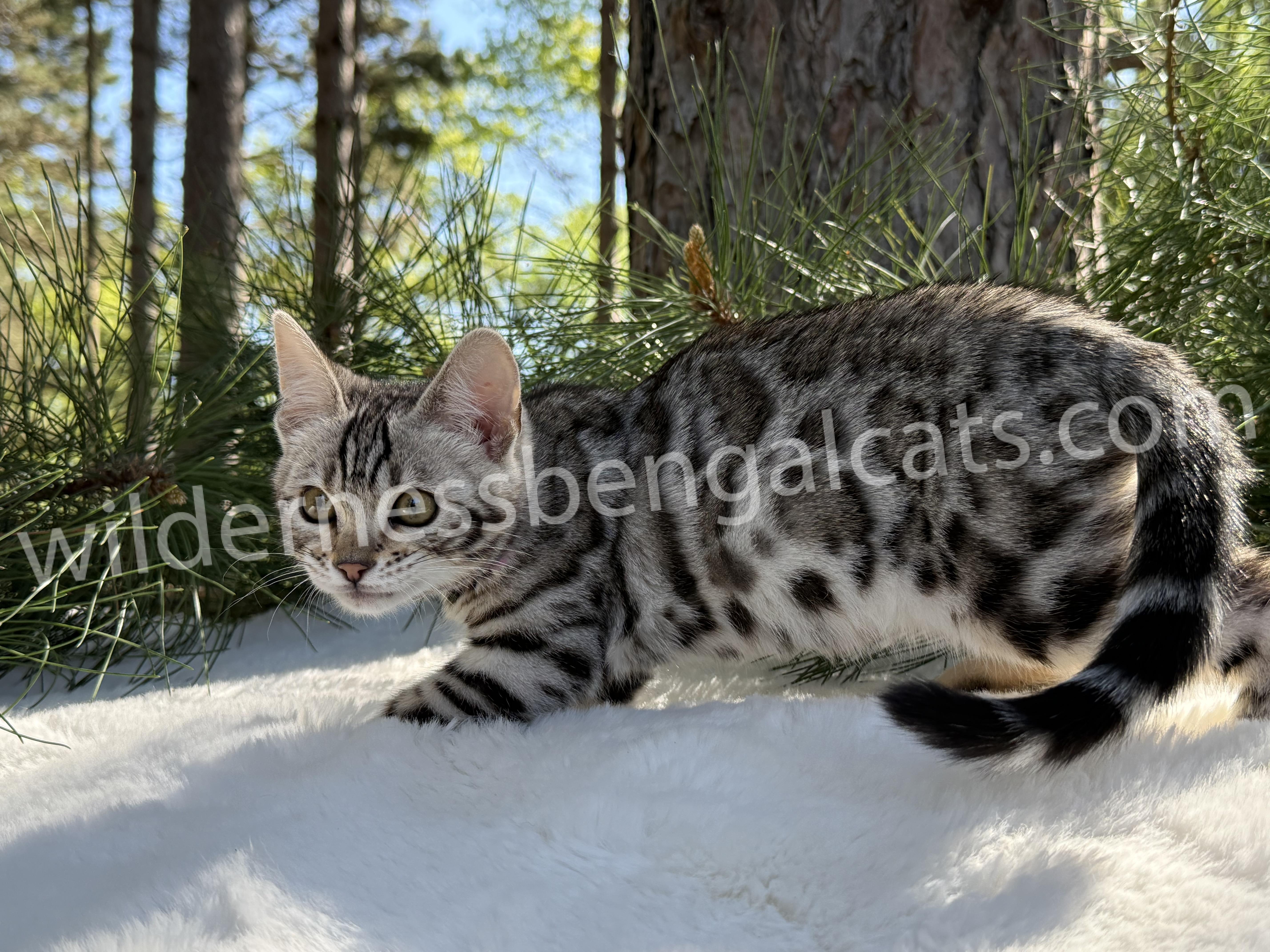 Alice - Image 6
